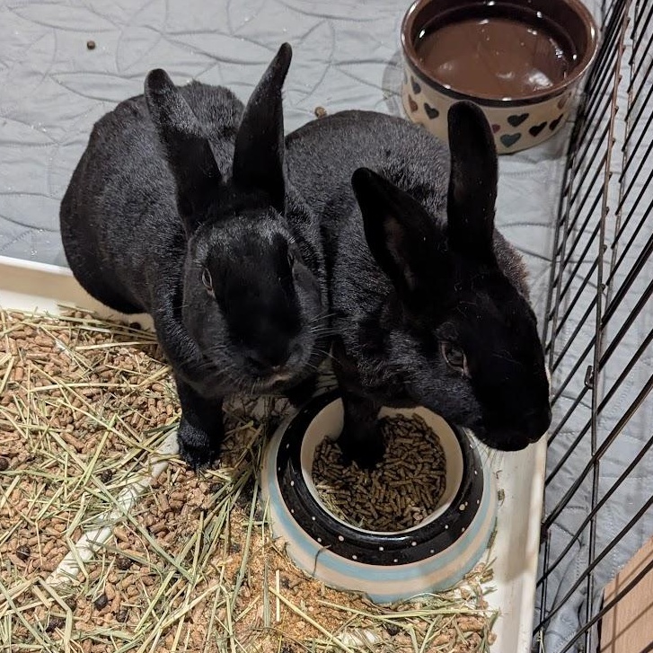 Aquarius and Delphina, a Adoptable New Zealand in Coralville, IA image 4/6