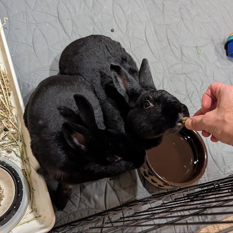 Aquarius and Delphina, a Adoptable New Zealand in Coralville, IA image 5/6
