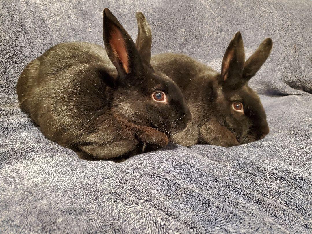 Aquarius and Delphina, a Adoptable New Zealand in Coralville, IA image 6/6