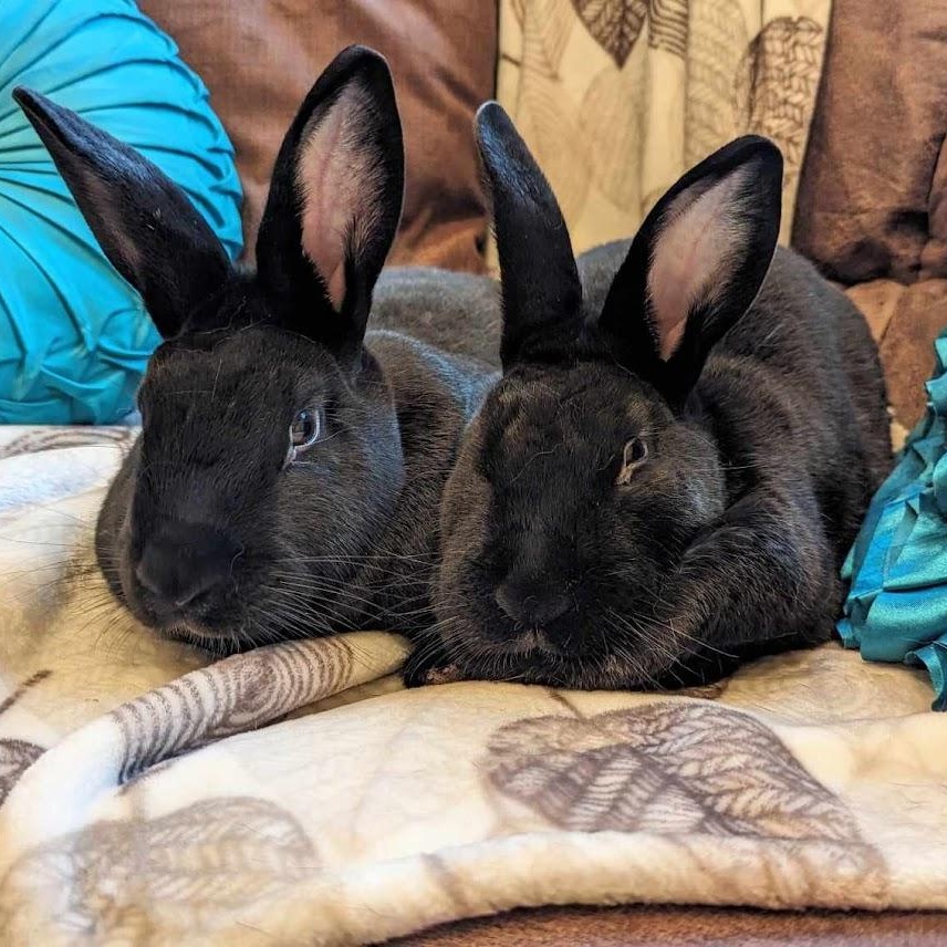 Aquarius and Delphina, a Adoptable New Zealand in Coralville, IA image 1/6