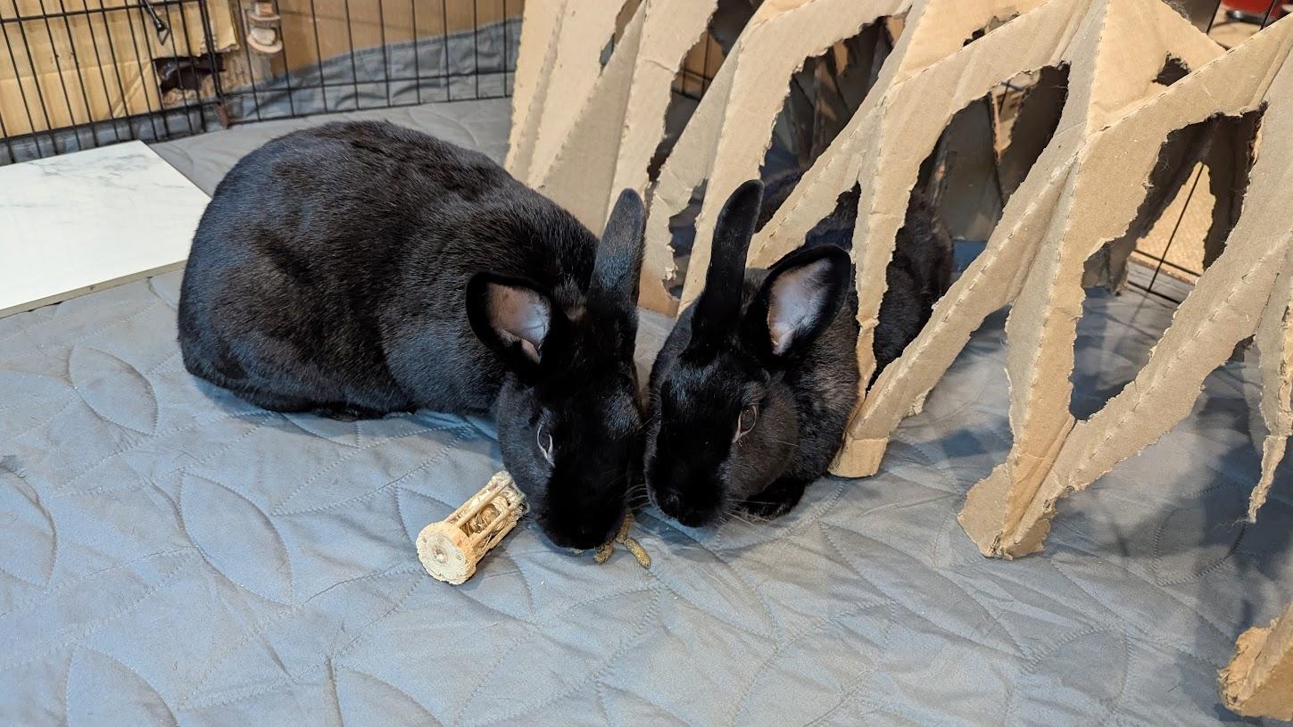 Aquarius and Delphina, a Adoptable New Zealand in Coralville, IA image 2/6