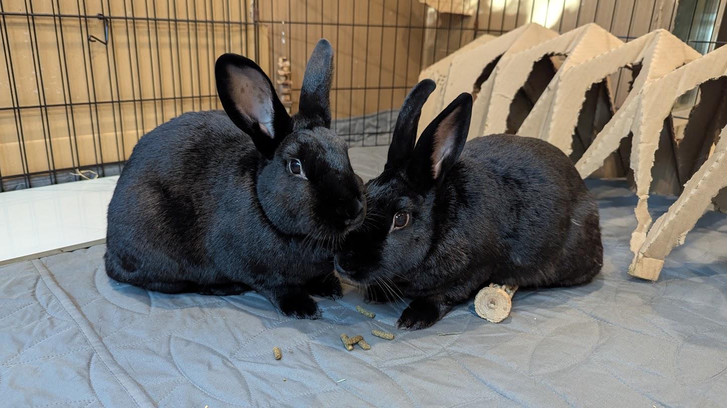 Aquarius and Delphina, a Adoptable New Zealand in Coralville, IA image 3/6