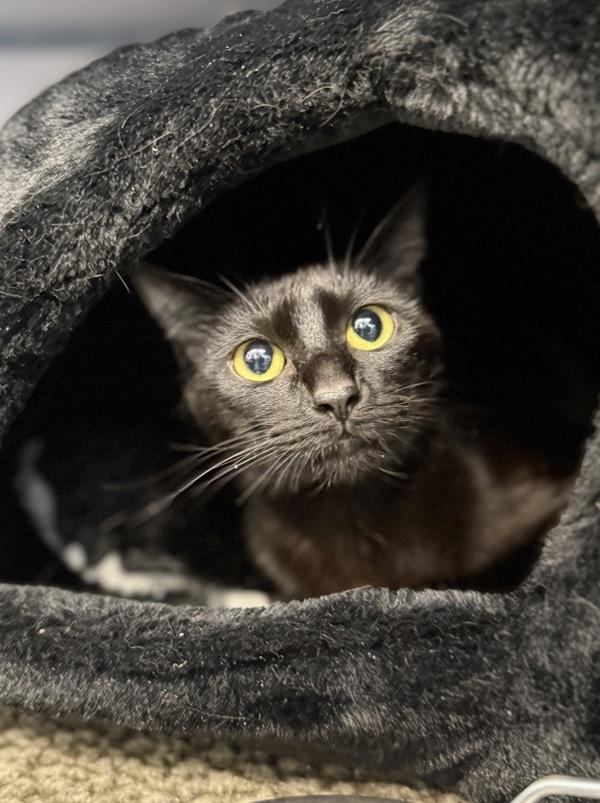 Vegas, Adoptable, Young Female Domestic Short Hair.