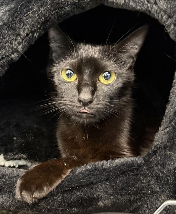 Enlarge Vegas, a Adoptable mixed breed in Canton, GA image 2/2