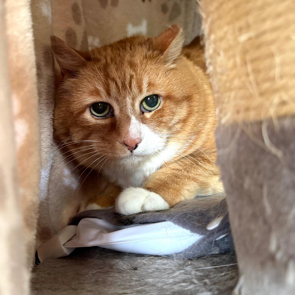 Buddy, a Adoptable Domestic Short Hair in Sequim, WA image 1/5