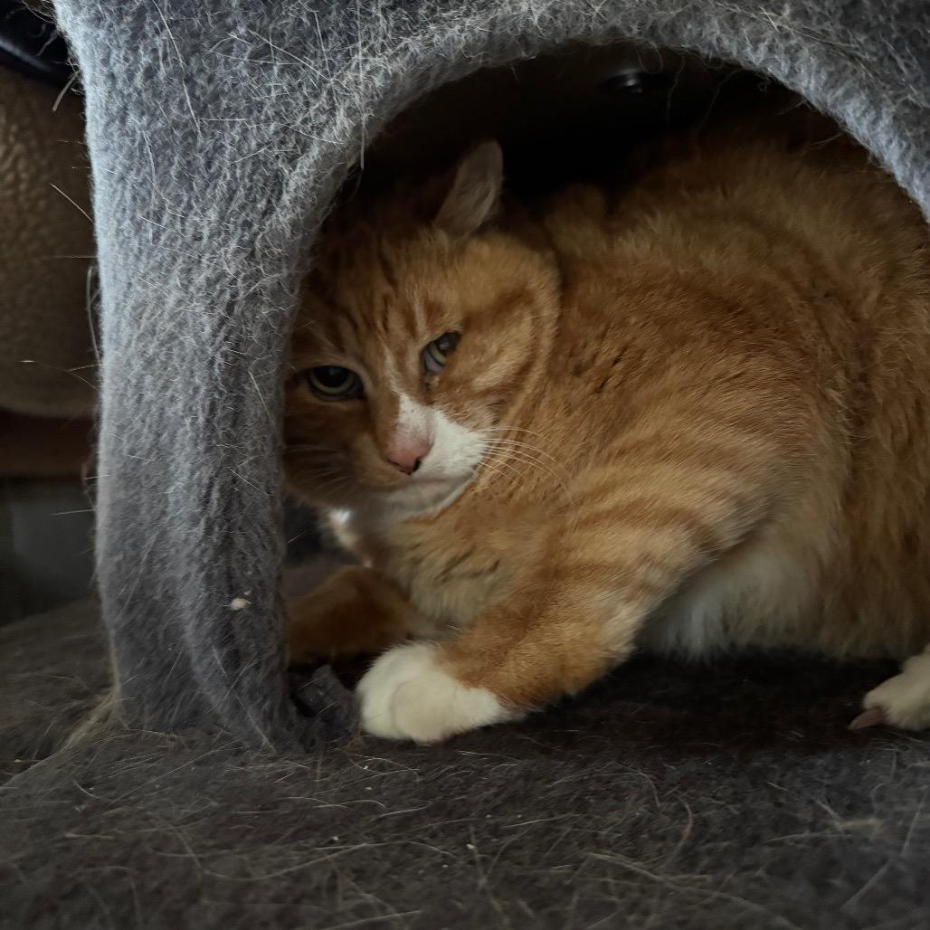 Buddy, Adoptable, Senior Male Domestic Short Hair.