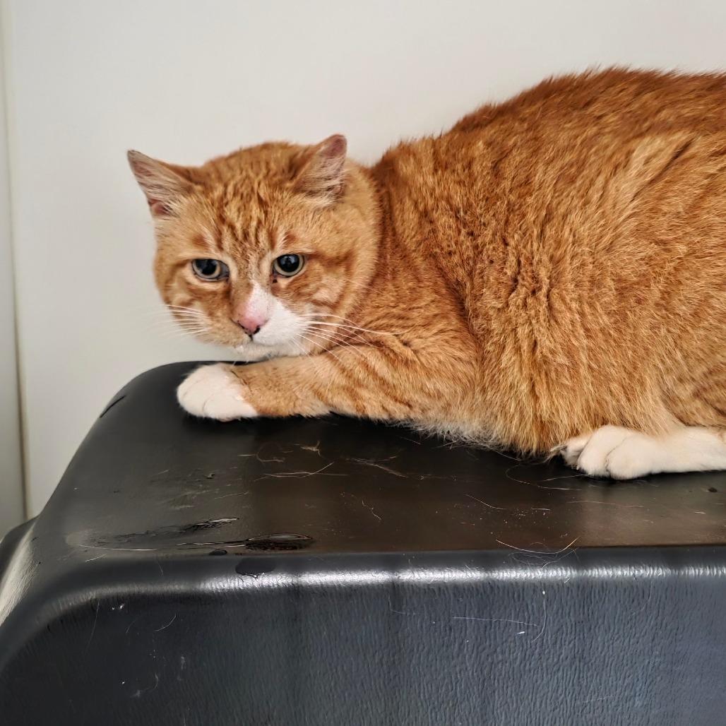 Enlarge Buddy, a Adoptable Domestic Short Hair in Port Angeles, WA image 2/3