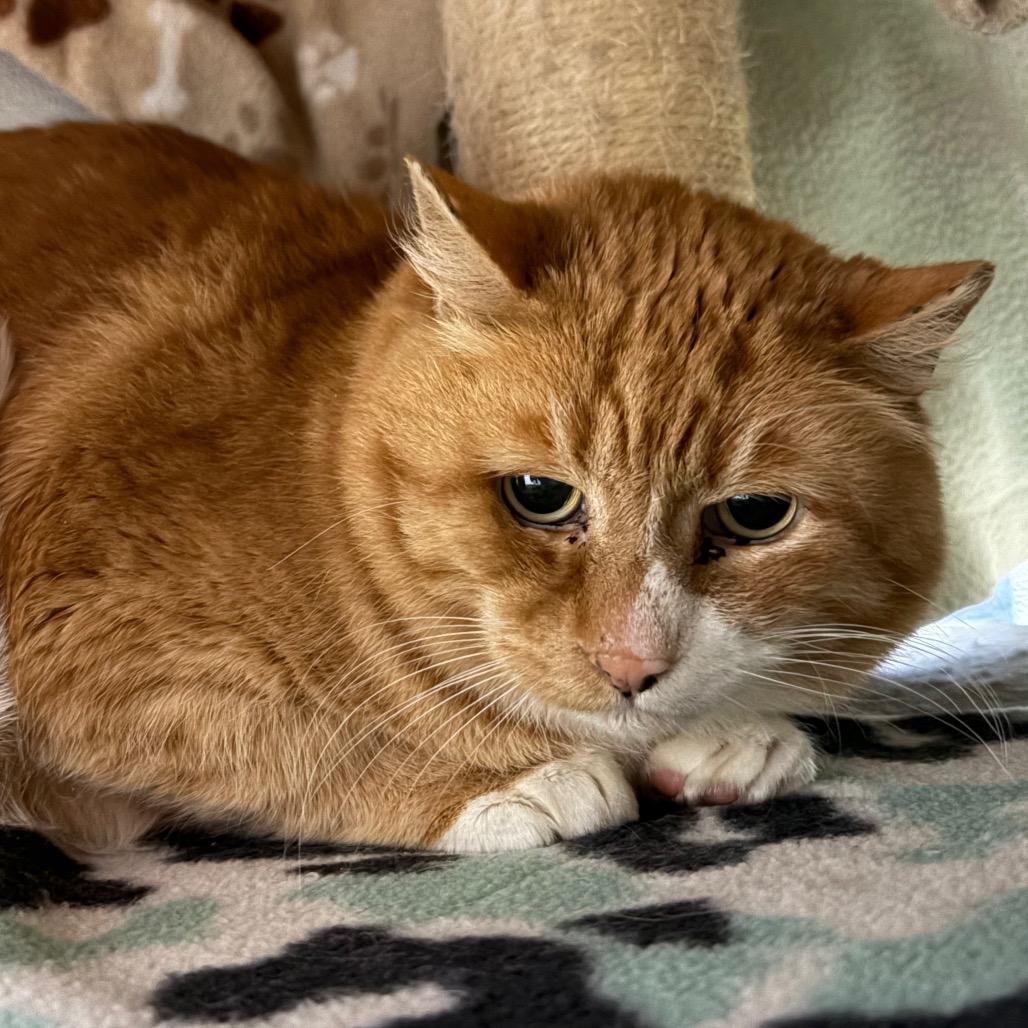 Enlarge Buddy, a Adoptable Domestic Short Hair in Sequim, WA image 2/4