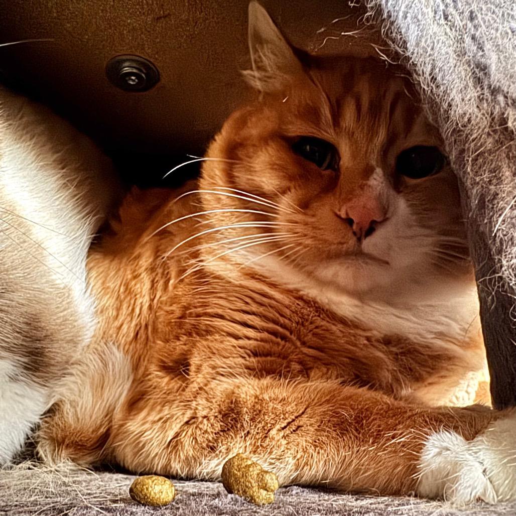 Enlarge Buddy, a Adoptable Domestic Short Hair in Port Angeles, WA image 3/3