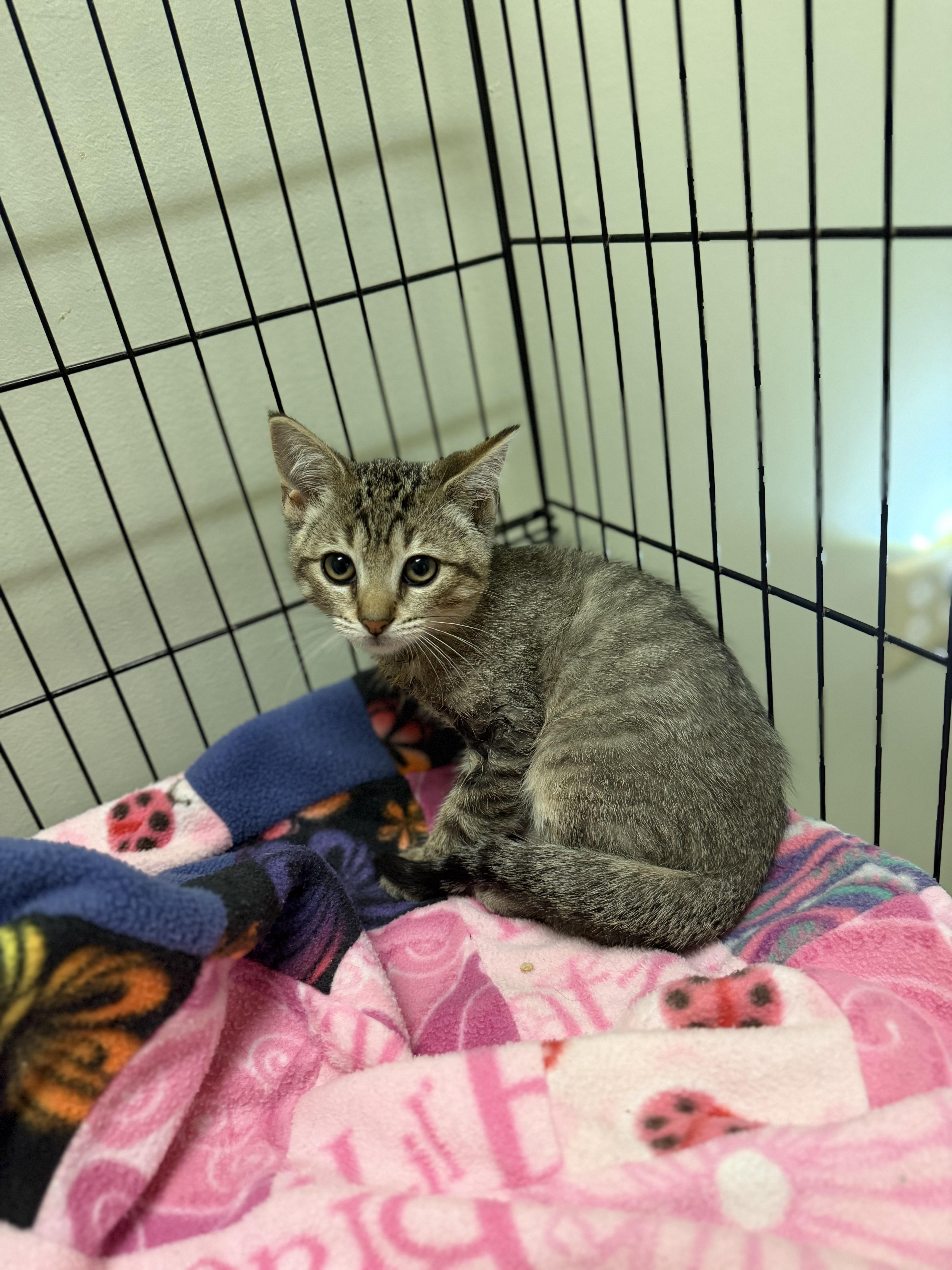 Enlarge Air Wick, a Adoptable Domestic Short Hair in Dodgeville, WI image 5/5