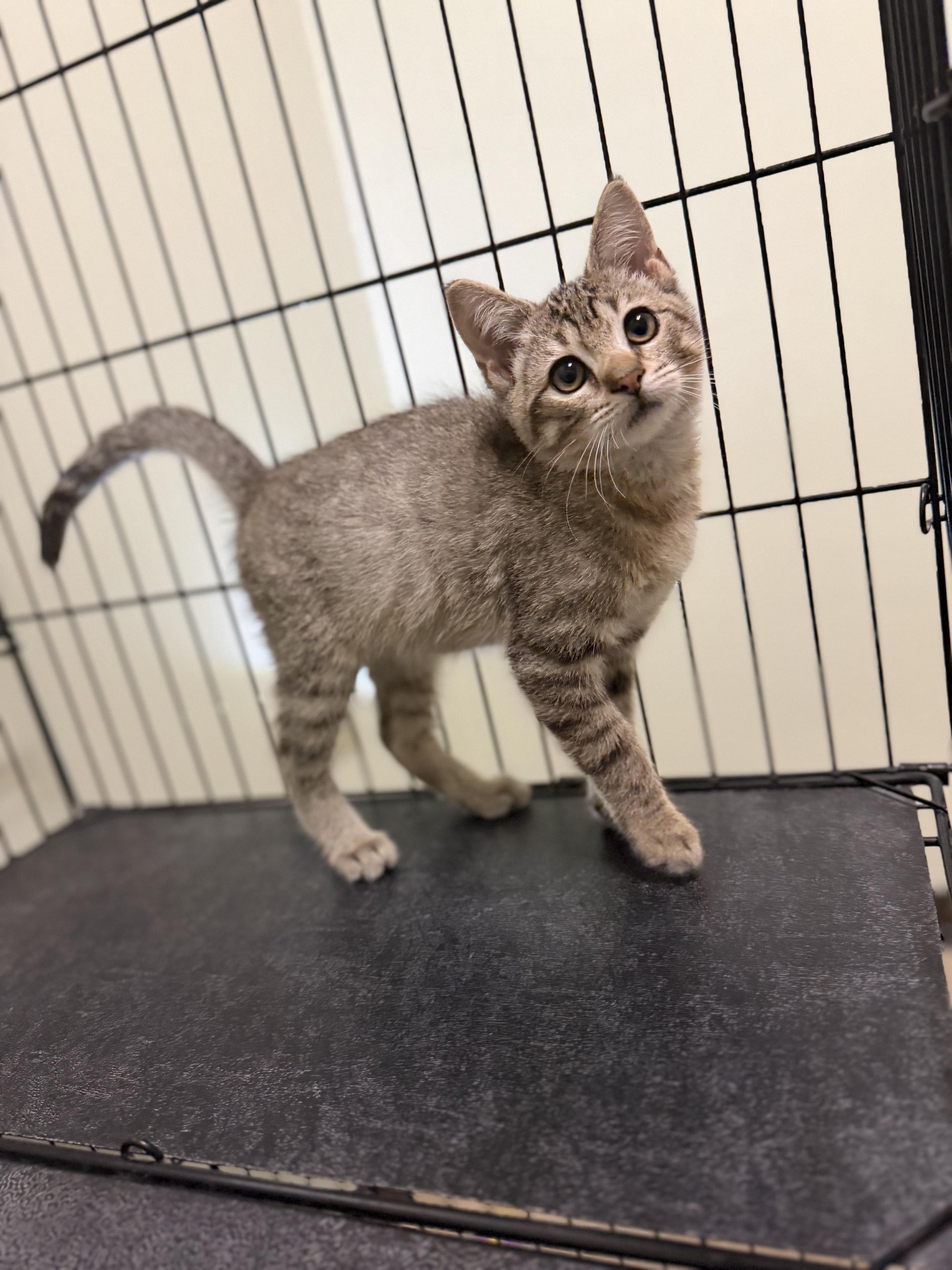 Air Wick, Adoptable, Kitten Male Domestic Short Hair.