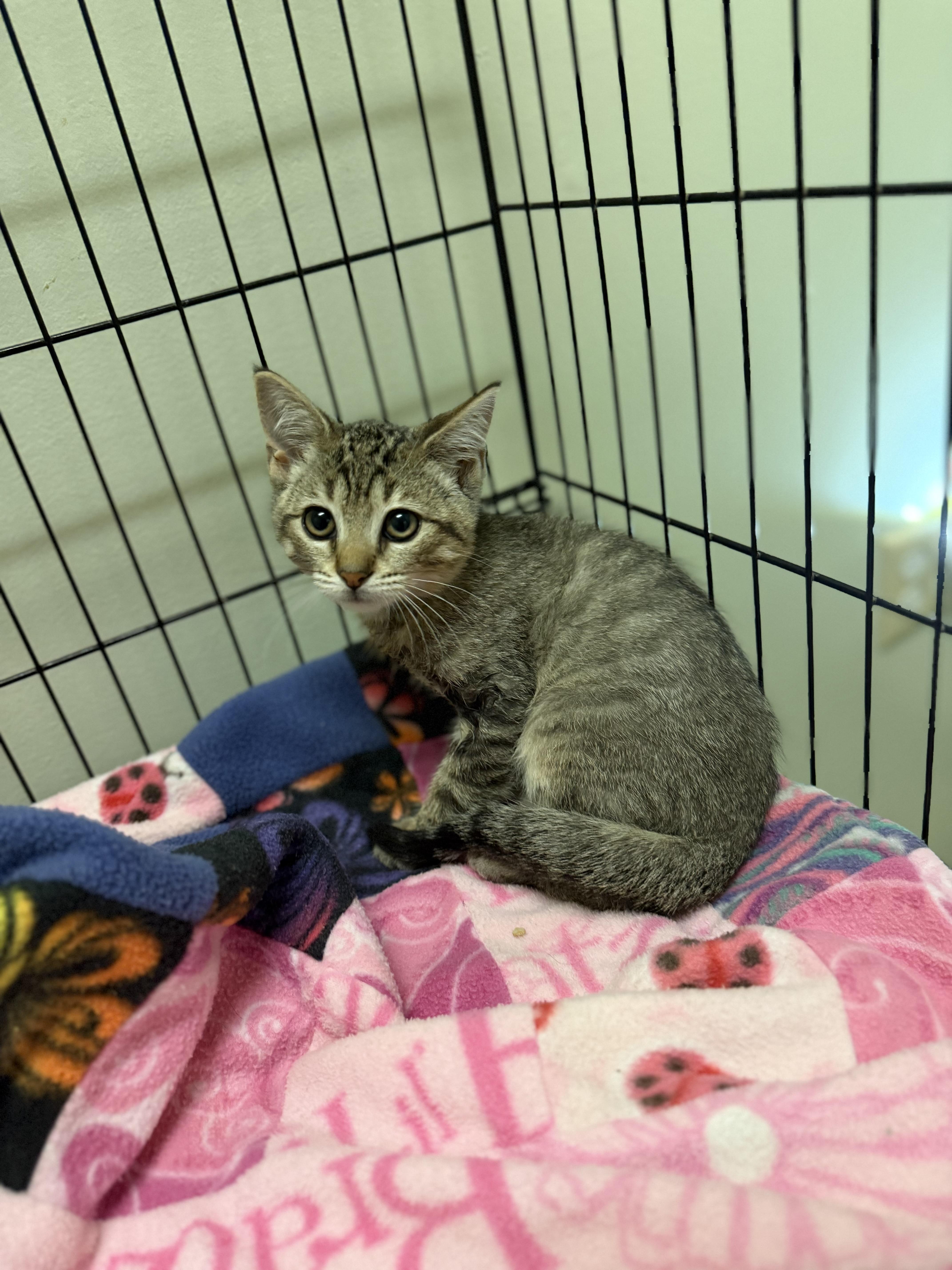 Enlarge Air Wick, a Adoptable Domestic Short Hair in Dodgeville, WI image 2/5