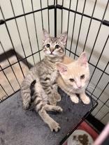 Enlarge Air Wick, a Adoptable Domestic Short Hair in Dodgeville, WI image 3/5