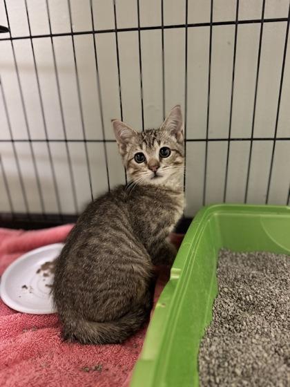 Enlarge Air Wick, a Adoptable Domestic Short Hair in Dodgeville, WI image 4/5