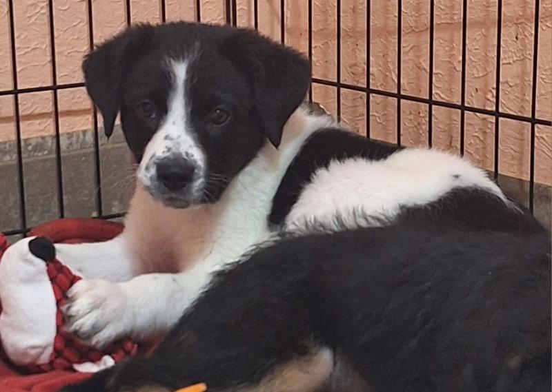 Static, Adoptable, Puppy Male Border Terrier.