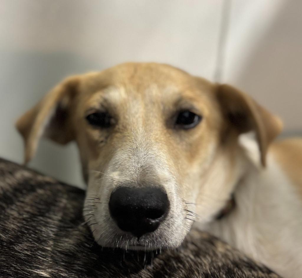 Enlarge Sam, a Adoptable mixed breed in Carthage, MO image 1/1