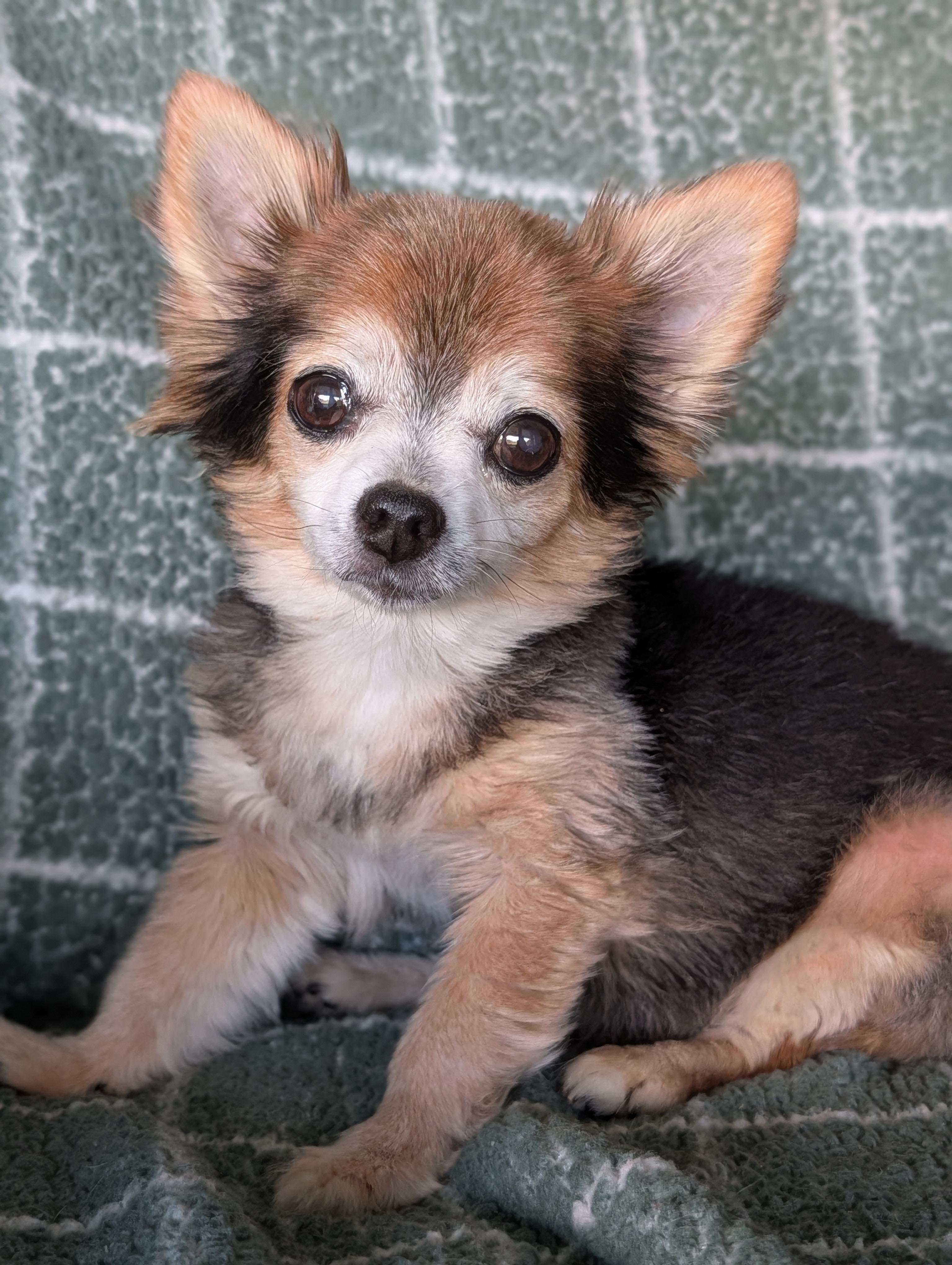 Enlarge Scruffy and Zeus, a Adoptable Chihuahua in Baton Rouge, LA image 2/5