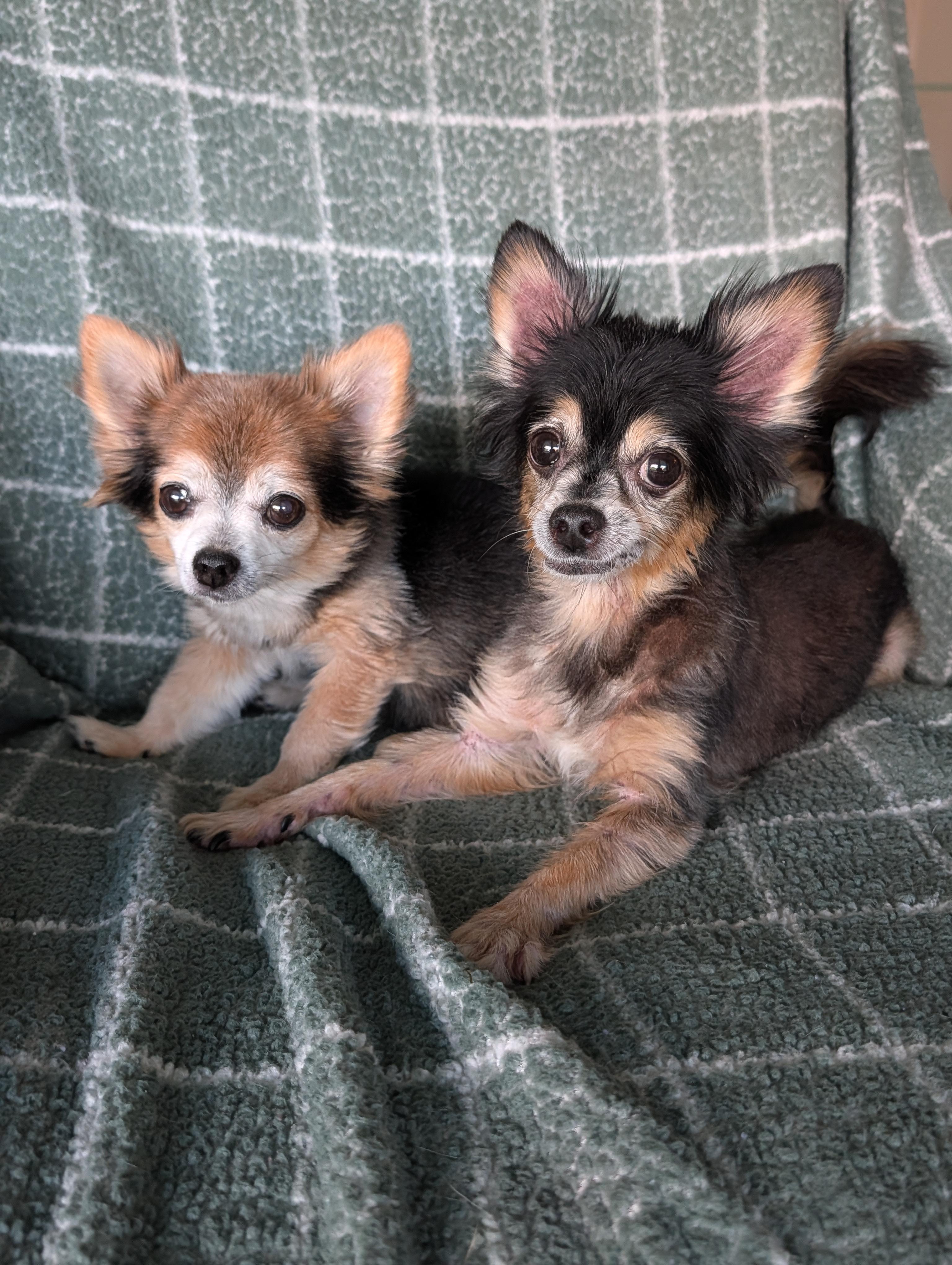 Enlarge Scruffy and Zeus, a Adoptable Chihuahua in Baton Rouge, LA image 3/5