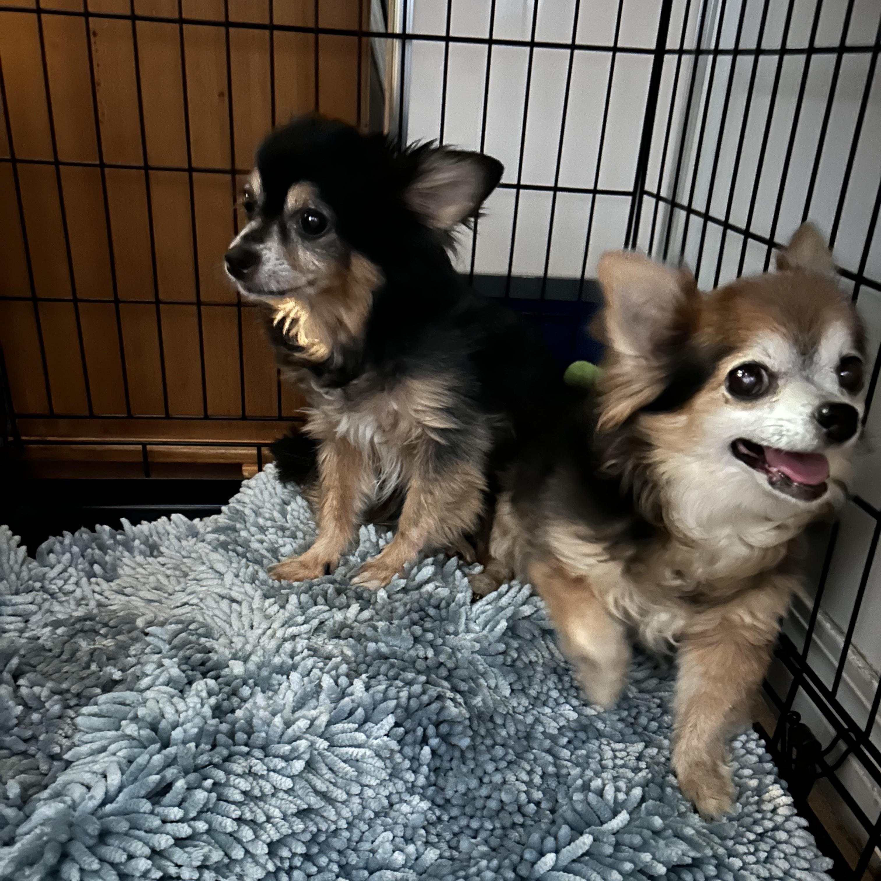 Scruffy and Zeus, Adoptable, Senior Male Chihuahua.