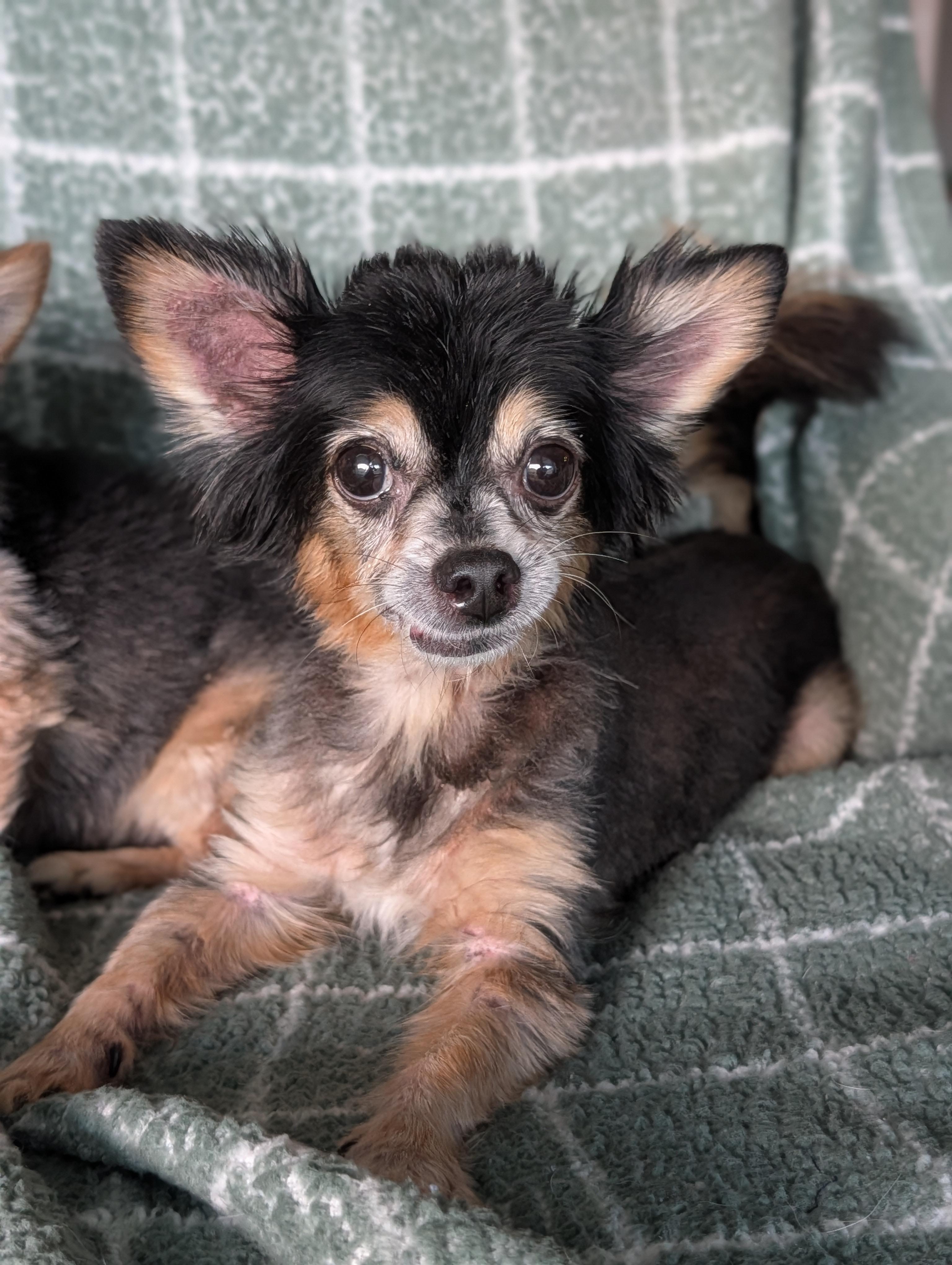 Enlarge Scruffy and Zeus, a Adoptable Chihuahua in Baton Rouge, LA image 4/5