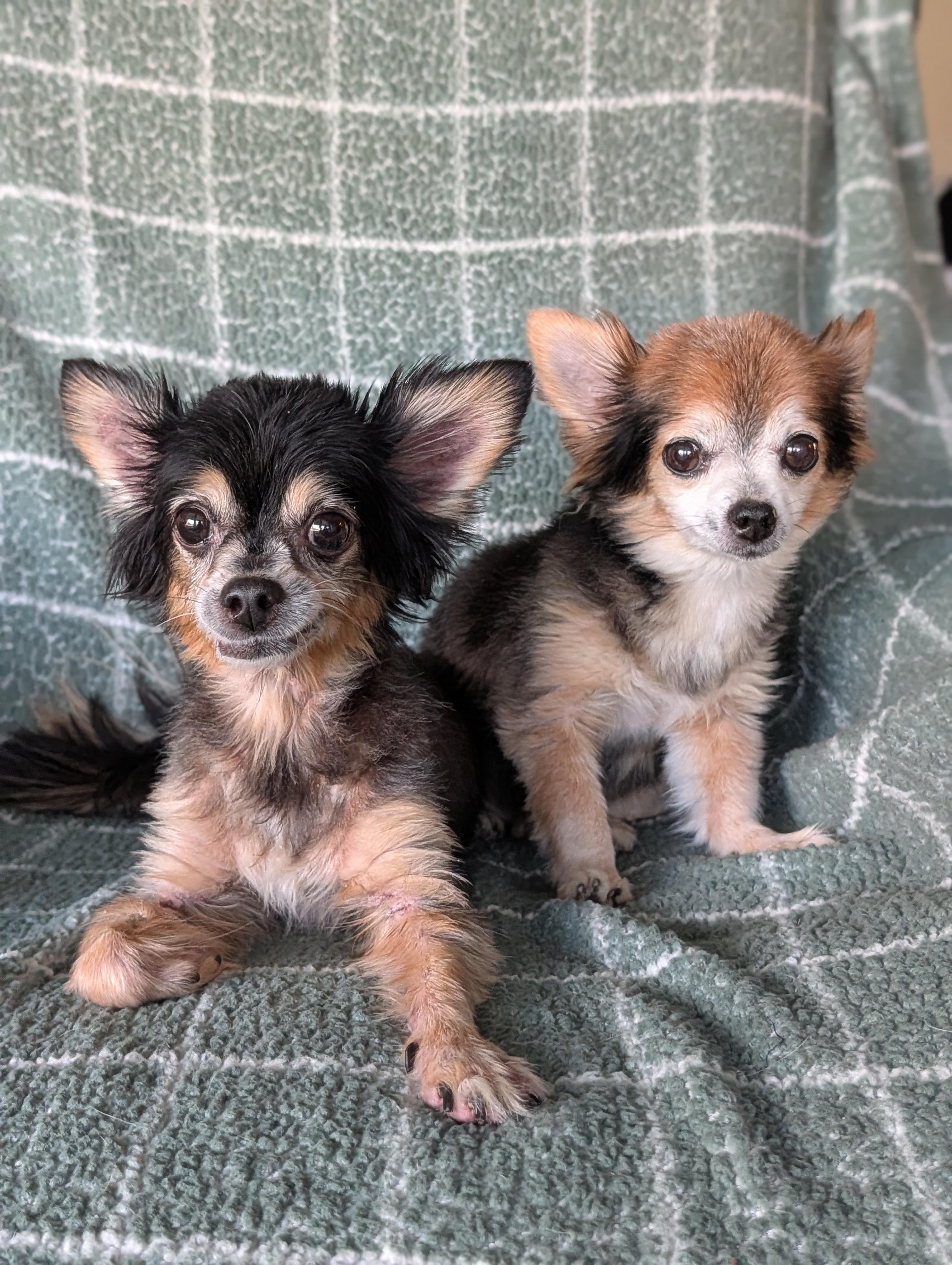 Scruffy and Zeus, Adoptable, Senior Male Chihuahua.