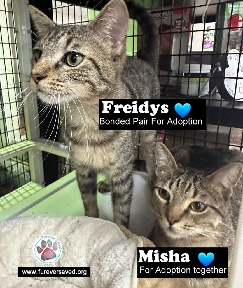 Enlarge Freidys, a Adoptable Domestic Short Hair in Killingly, CT image 4/4