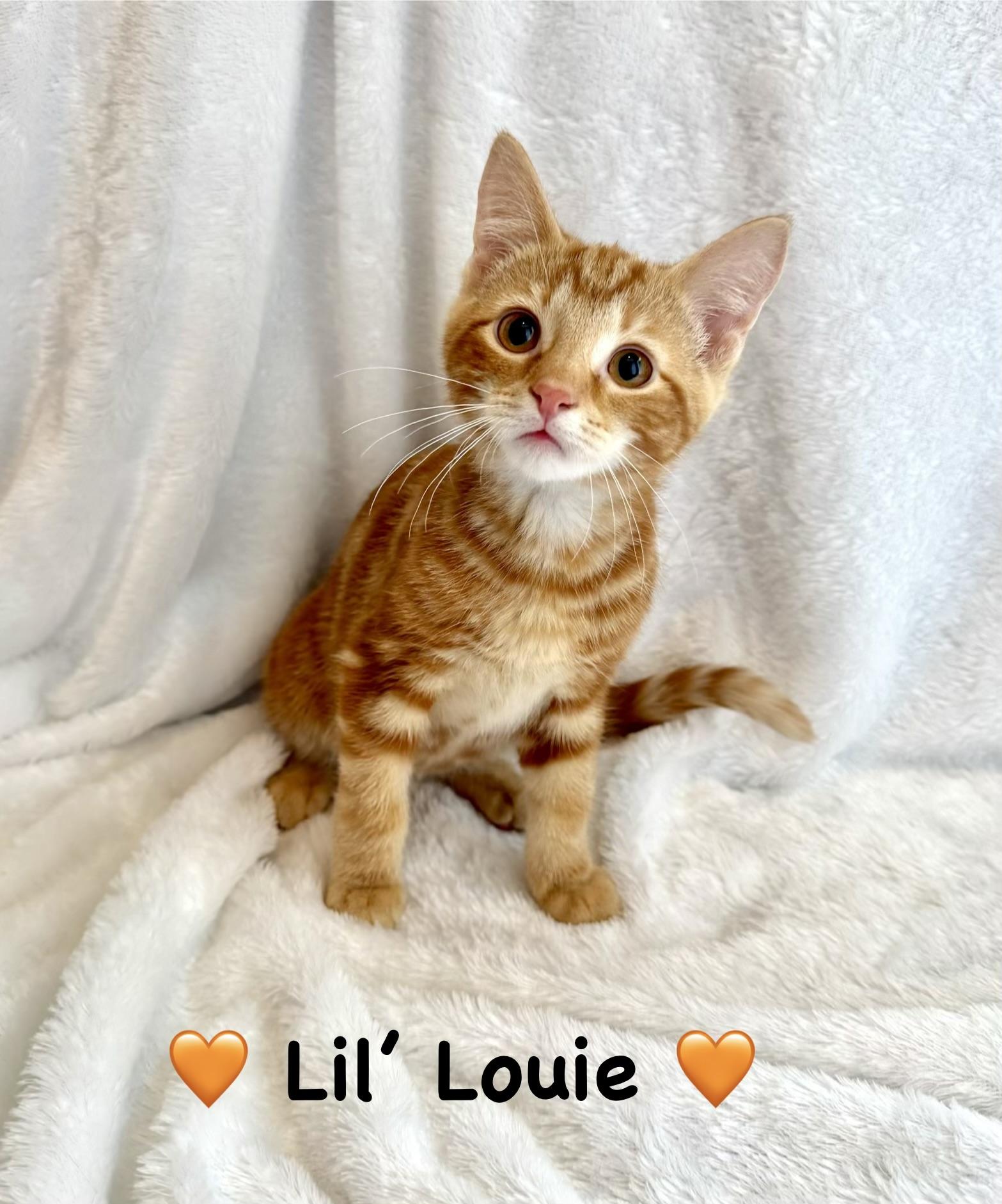 Lil Louie, adopted, Kitten Male Domestic Short Hair.