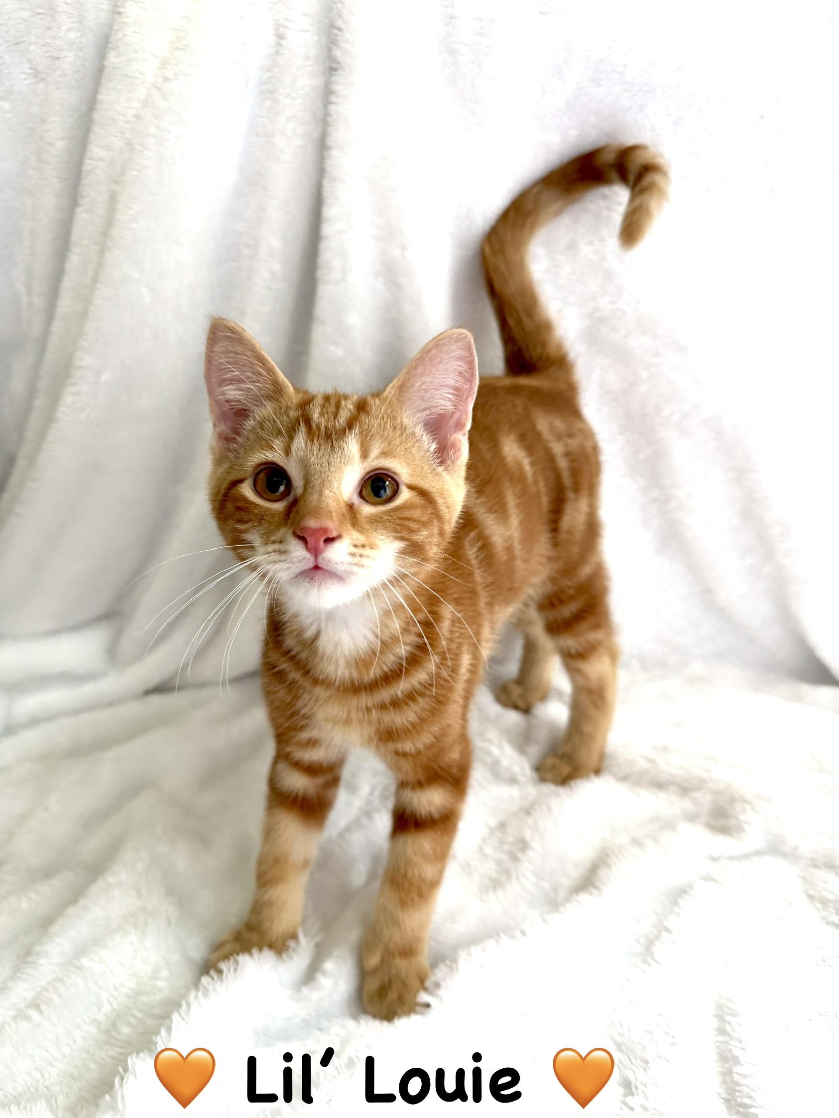 Enlarge Lil Louie, an adopted Domestic Short Hair in Copley, OH image 2/2