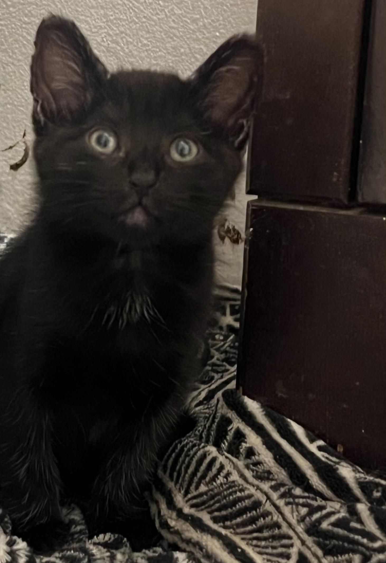 Enlarge Wasabi, a Adopted mixed breed in Anchorage, AK image 1/8