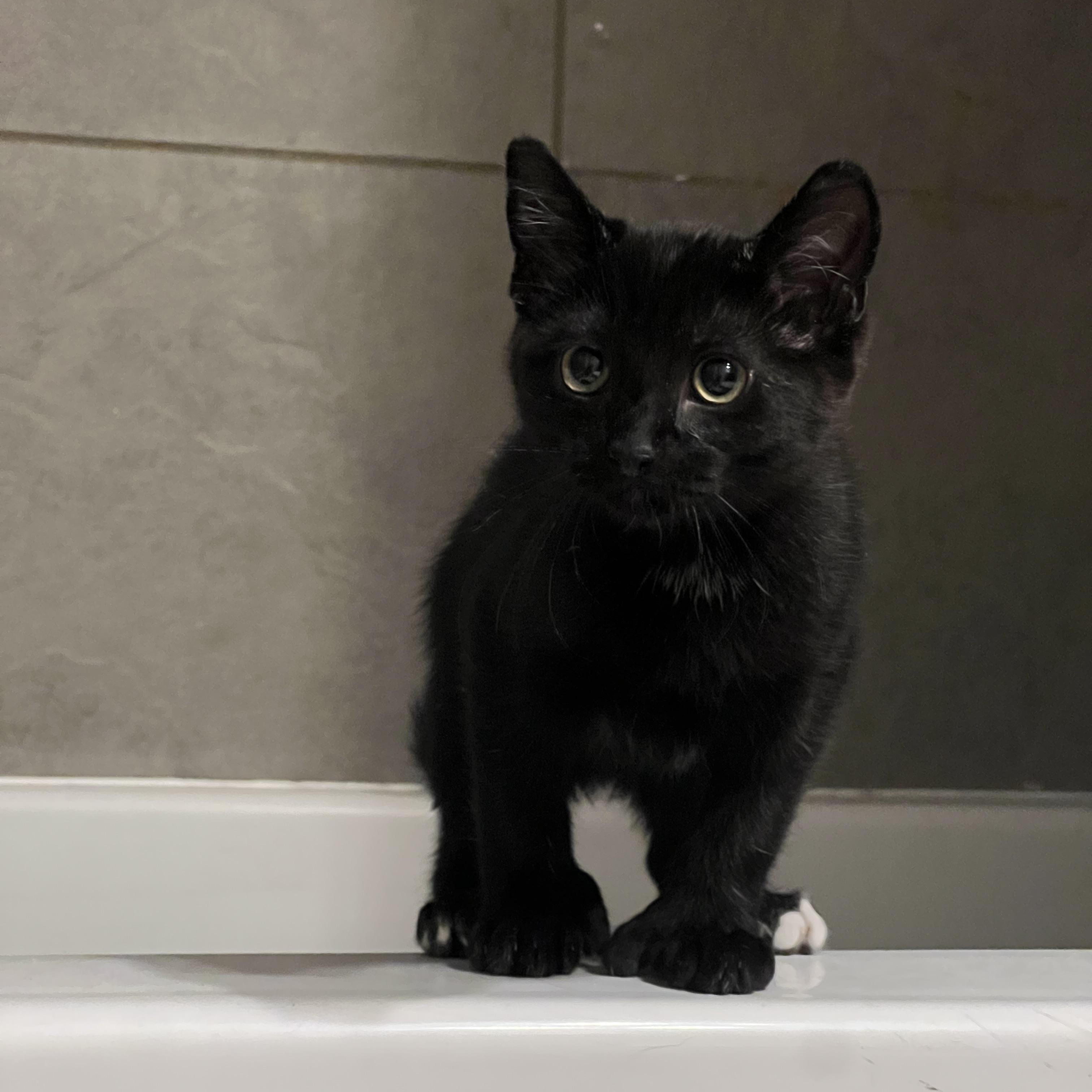 Wasabi, an adoptable Domestic Short Hair in Anchorage, AK, 99518 | Photo Image 4