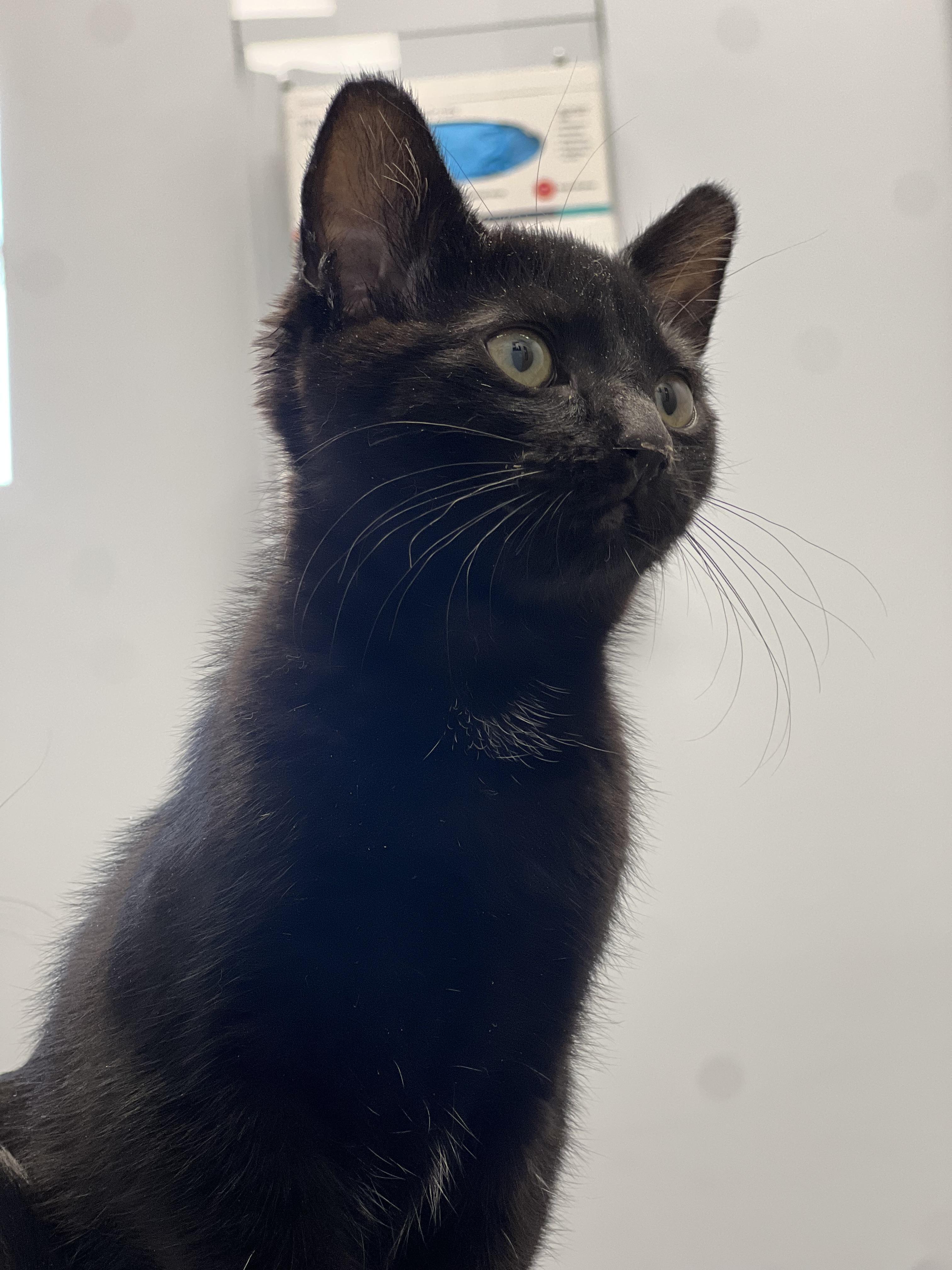 Enlarge Wasabi, a Adopted mixed breed in Anchorage, AK image 2/8