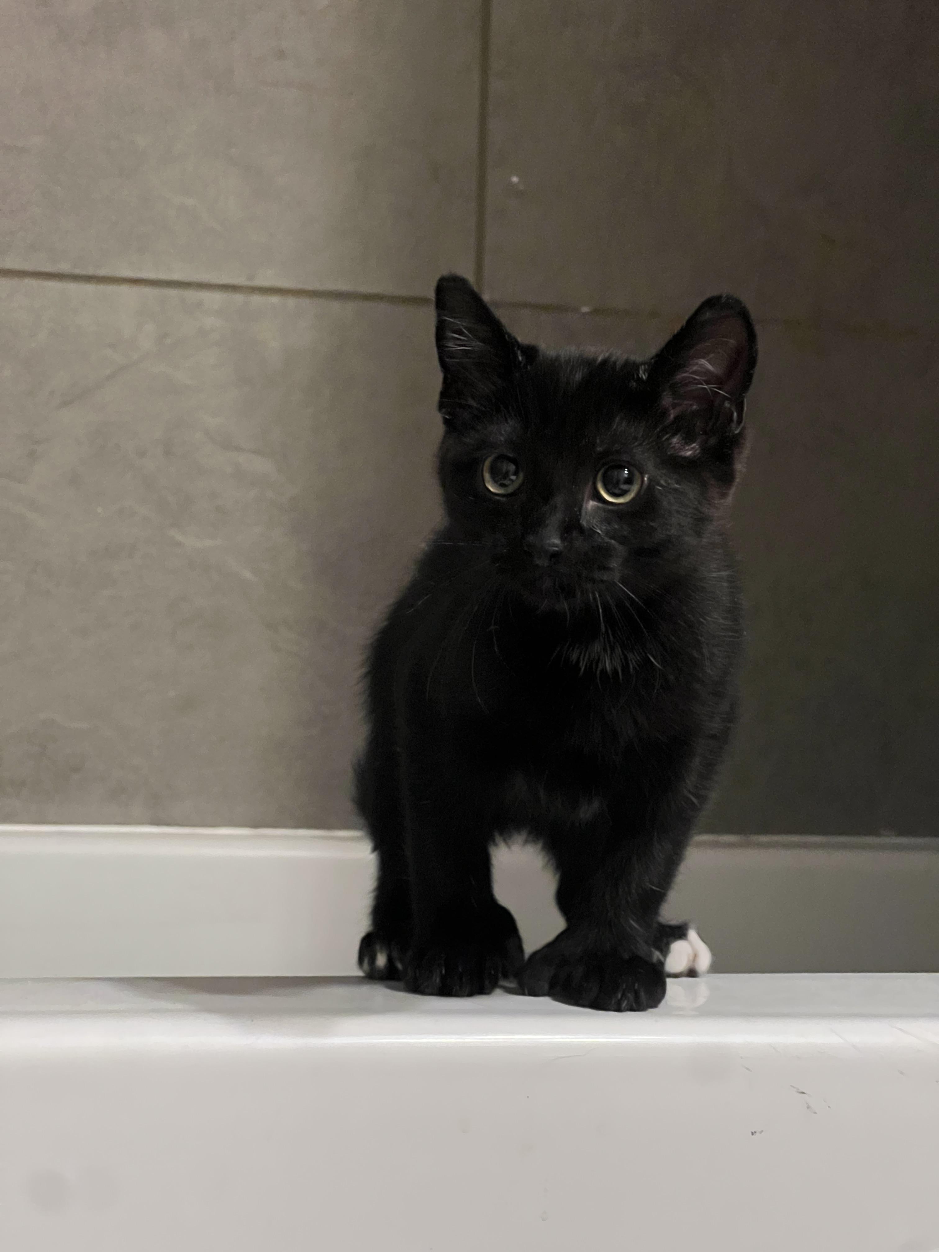 Enlarge Wasabi, a Adopted mixed breed in Anchorage, AK image 3/8