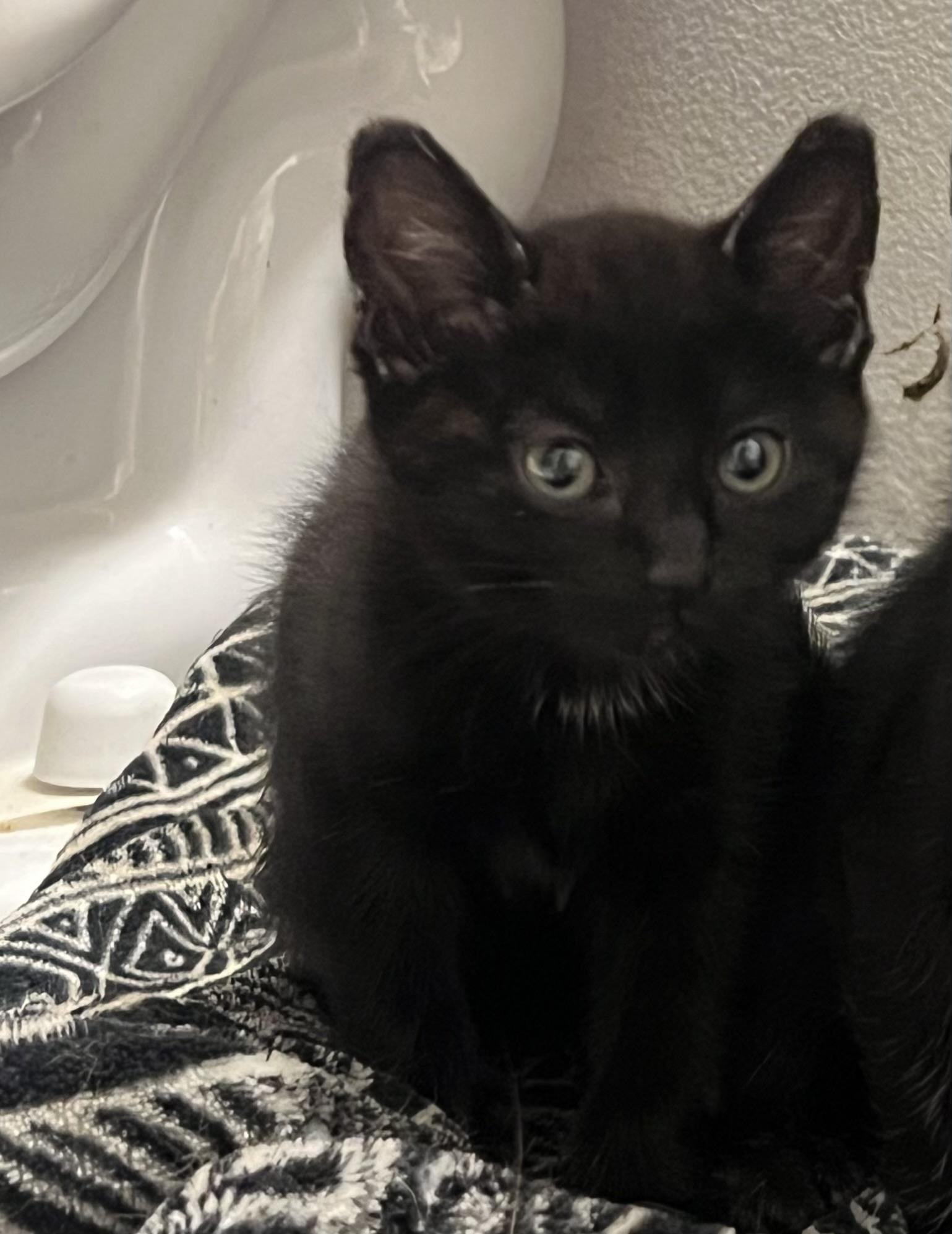 Wasabi, an adoptable Domestic Short Hair in Anchorage, AK, 99518 | Photo Image 2