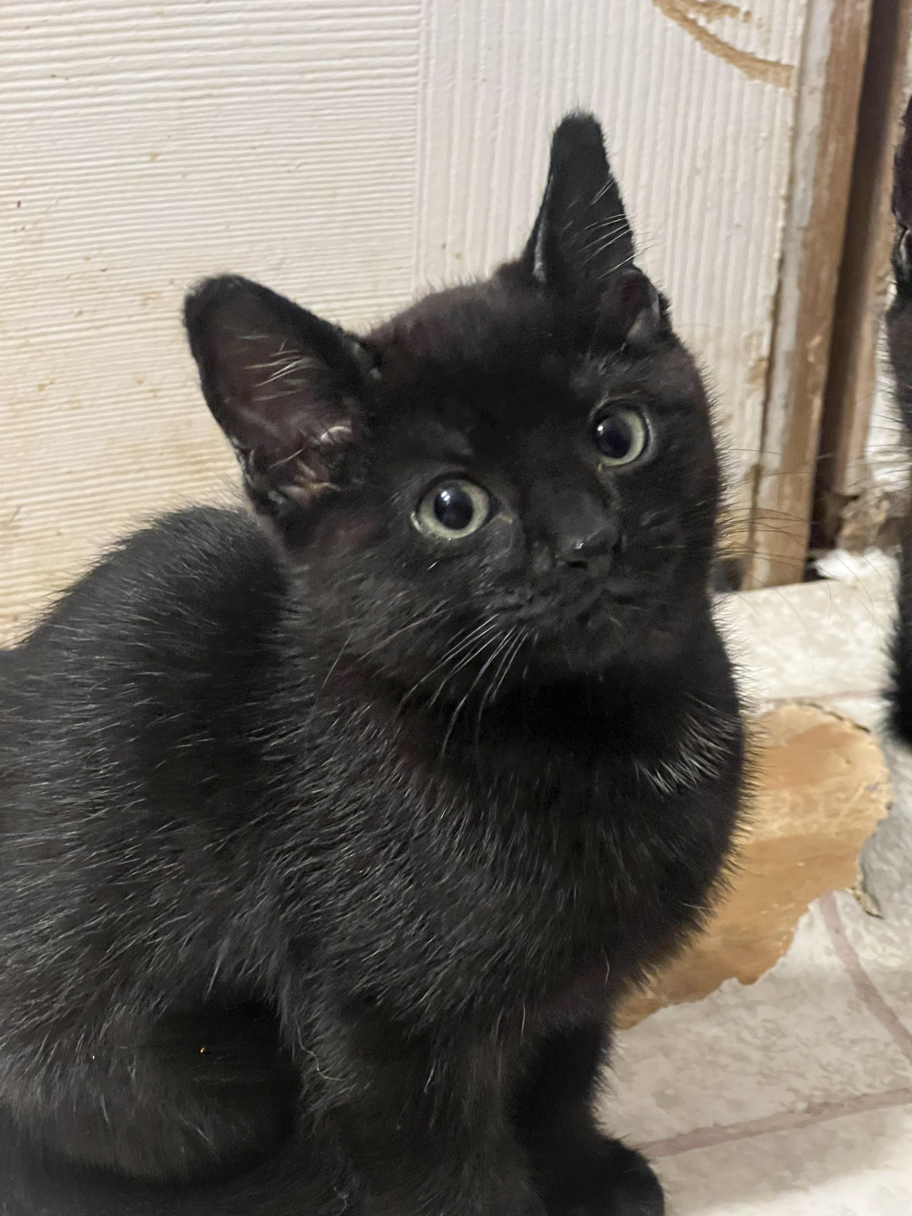 Enlarge Wasabi, a Adopted mixed breed in Anchorage, AK image 4/8