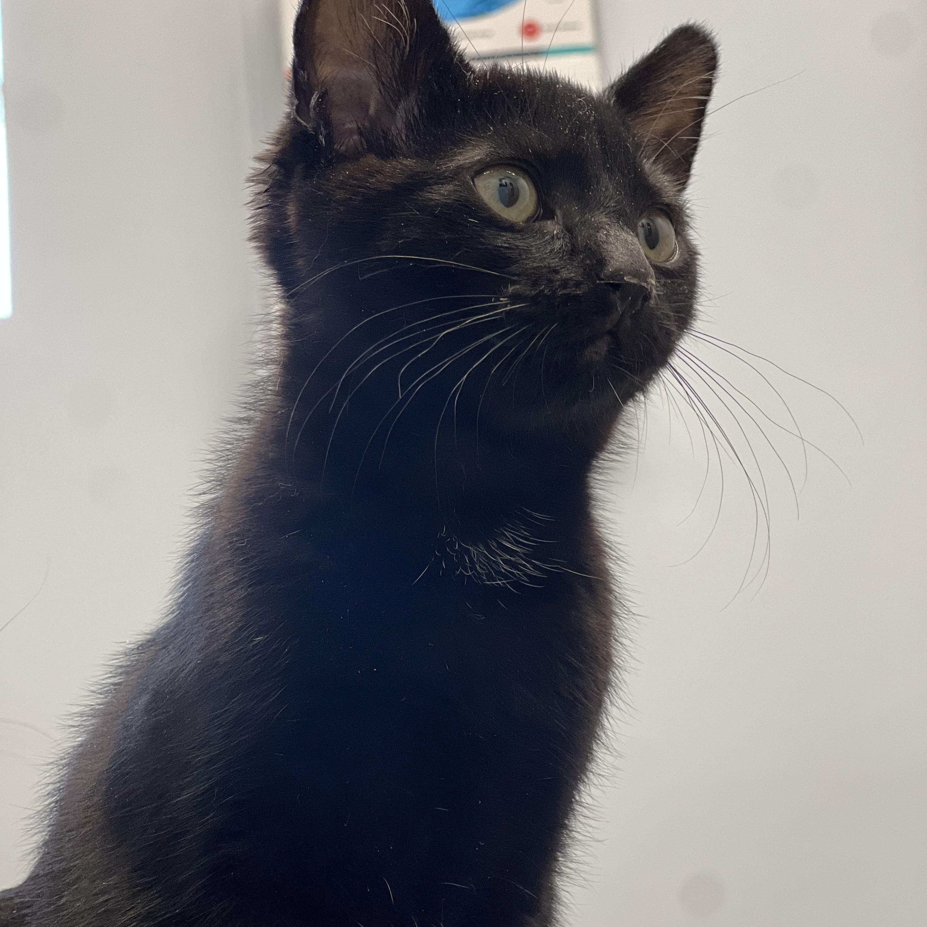 Wasabi, an adoptable Domestic Short Hair in Anchorage, AK, 99518 | Photo Image 1