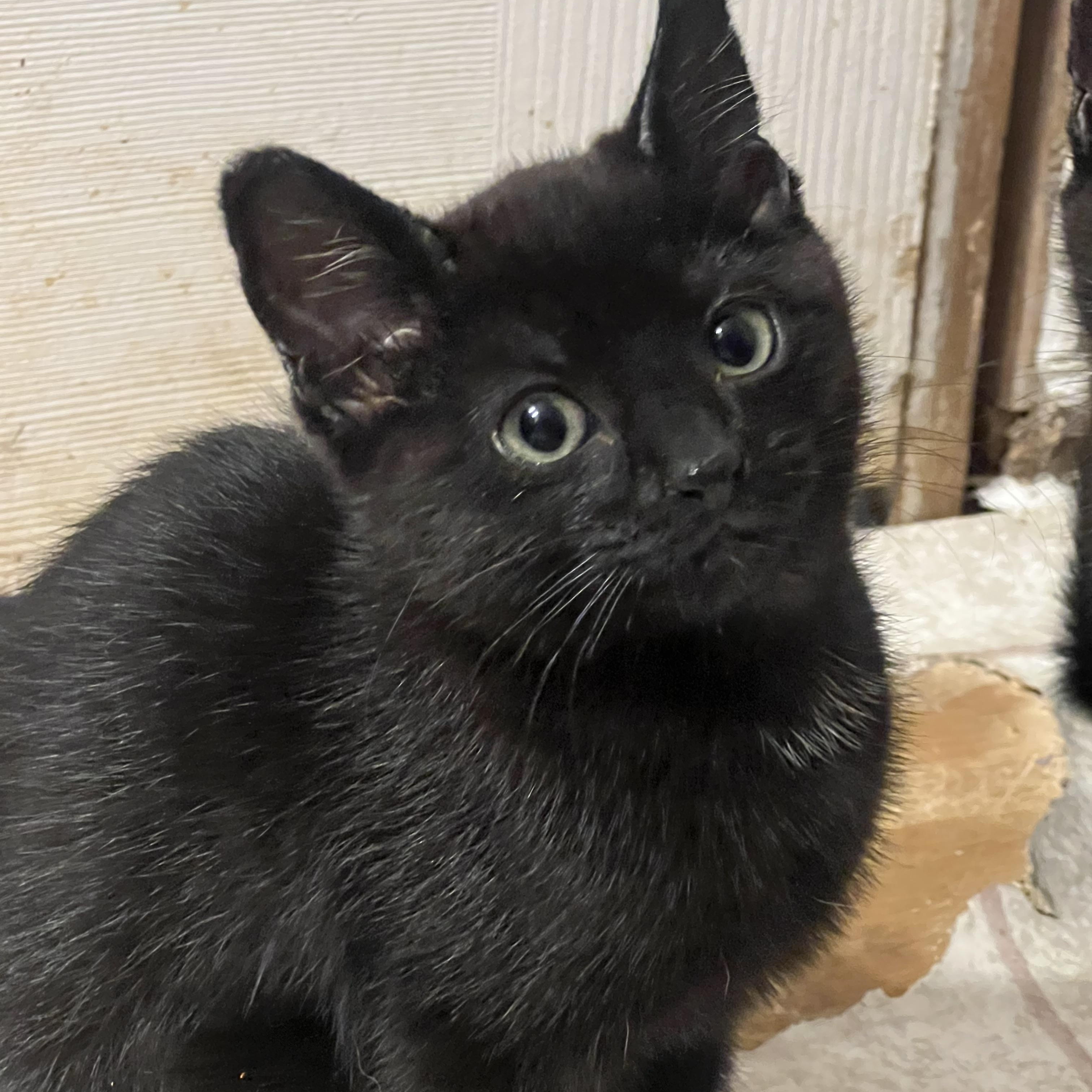 Enlarge Wasabi, a Adopted mixed breed in Anchorage, AK image 7/8