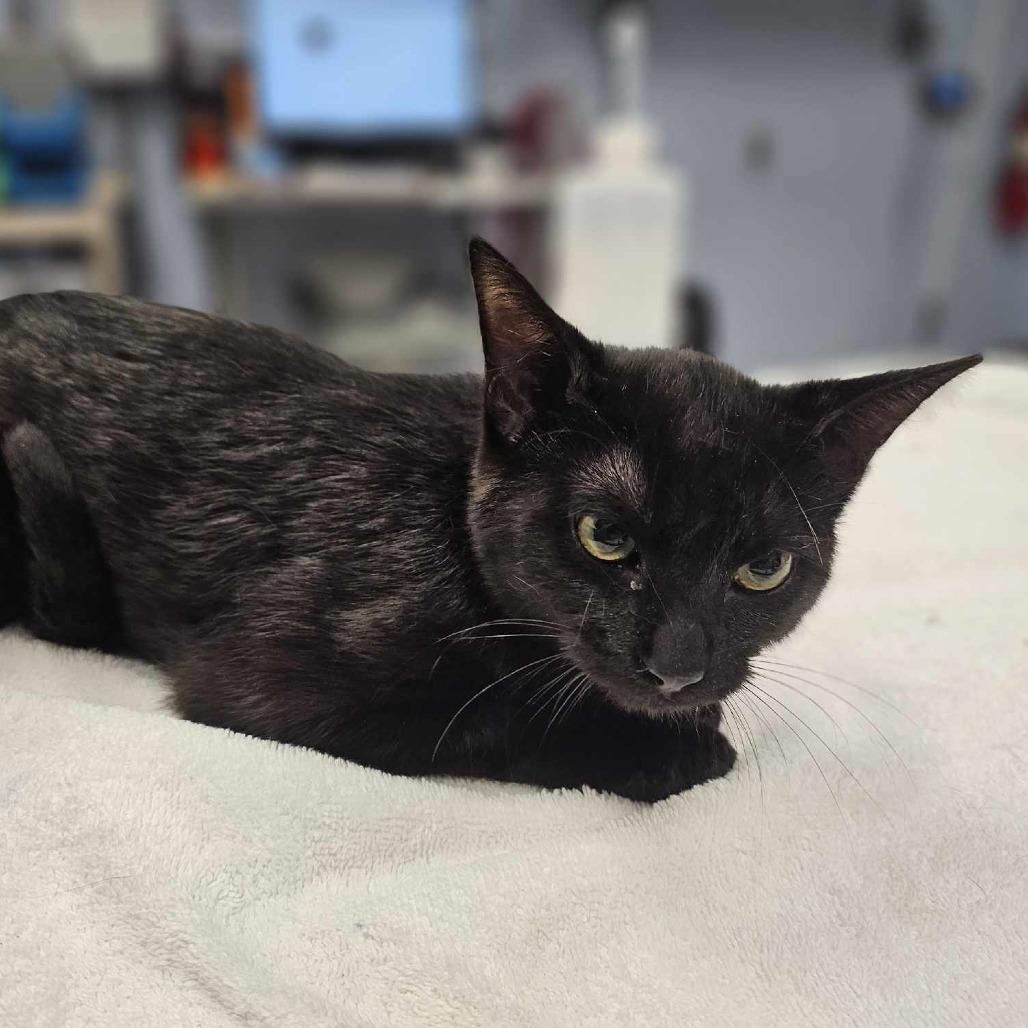 Bro, Adoptable, Young Female Domestic Short Hair.