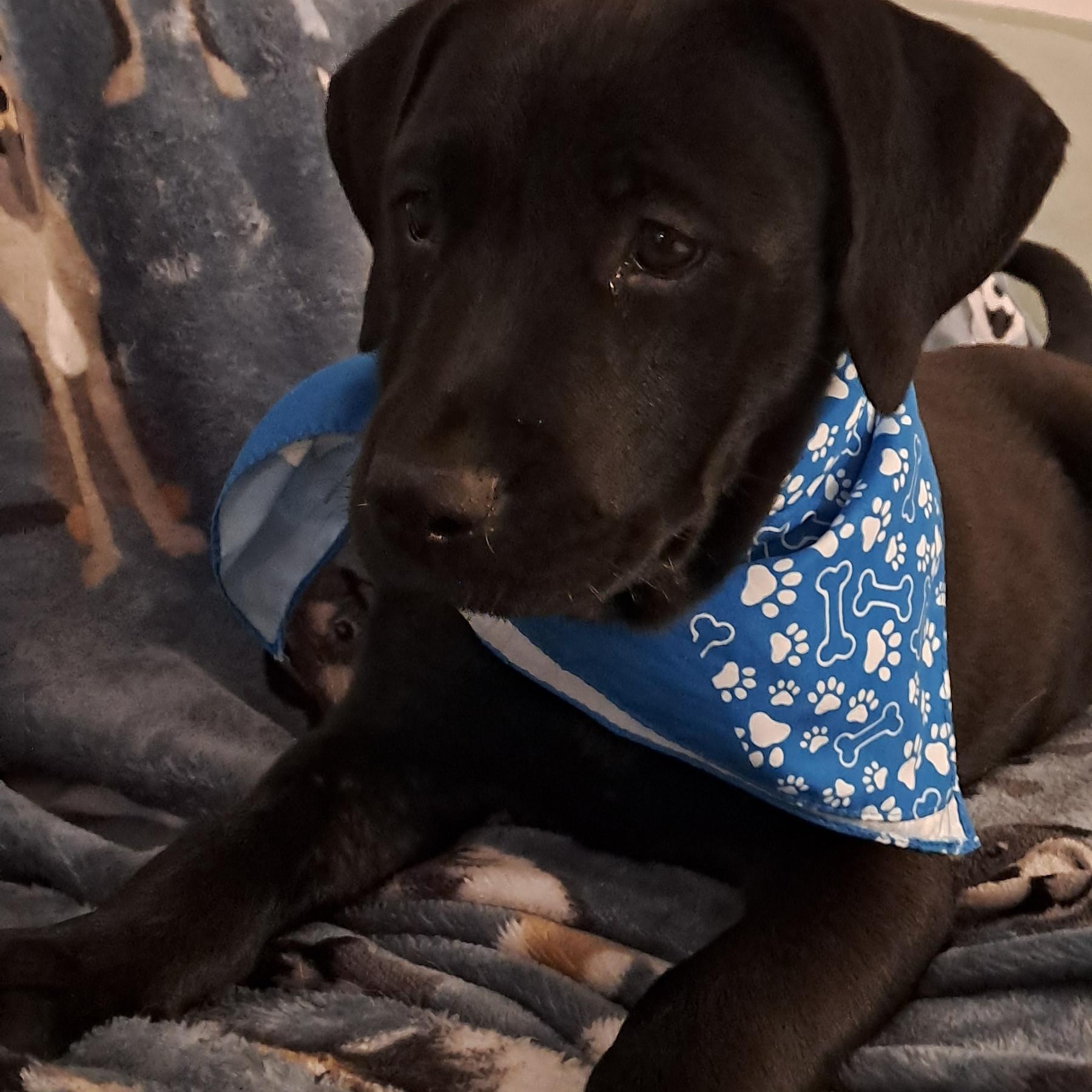 Enlarge Robin, a Adopted mixed breed in Miami, FL image 1/3