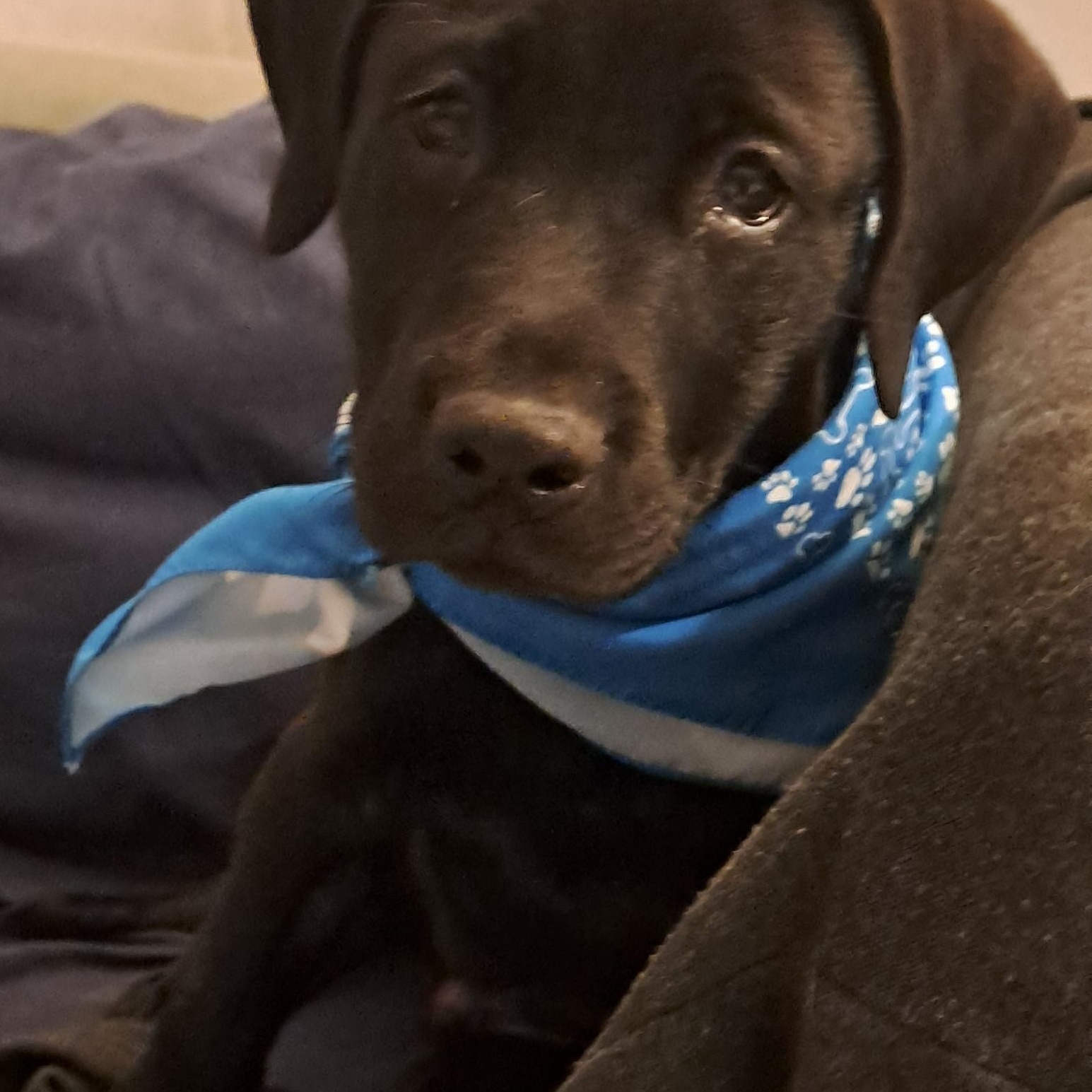 Robin, Adopted, Puppy Male Labrador Retriever.