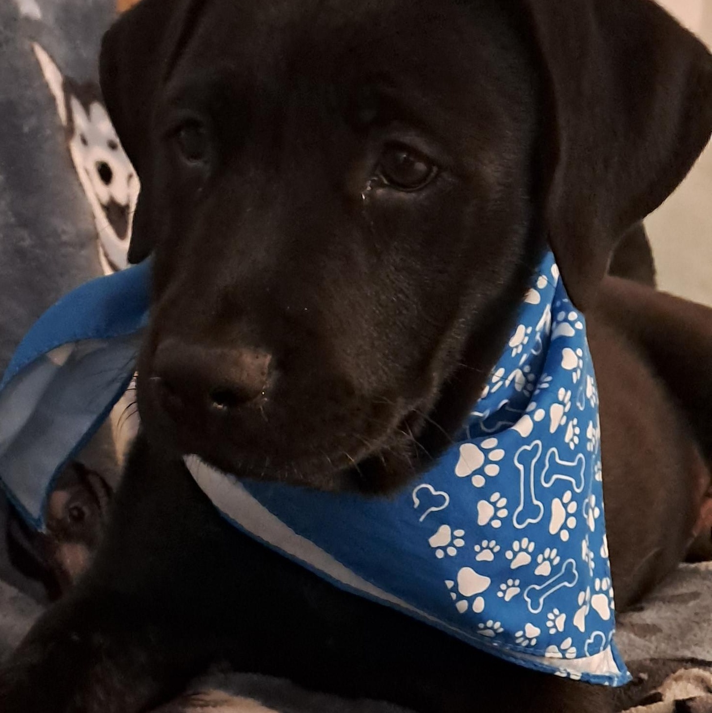 Enlarge Robin, a Adopted mixed breed in Miami, FL image 3/3