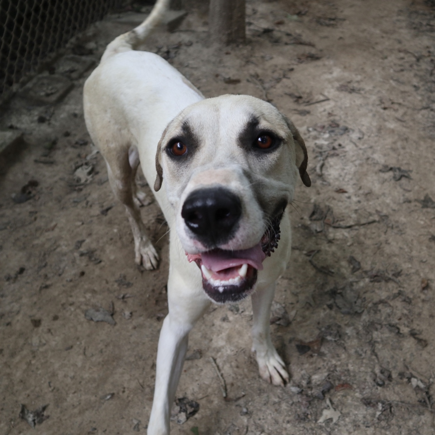 Enlarge Pie, an adoptable mixed breed in Rossville, TN image 2/6