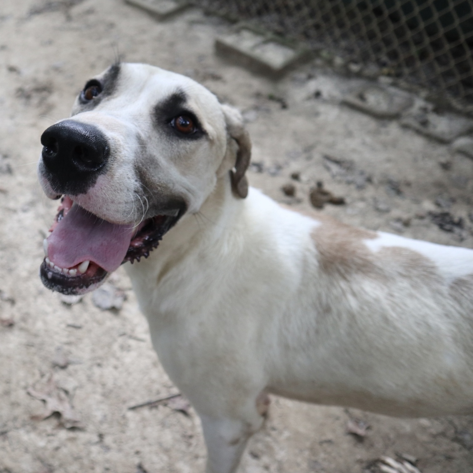 Enlarge Pie, an adoptable mixed breed in Rossville, TN image 4/6