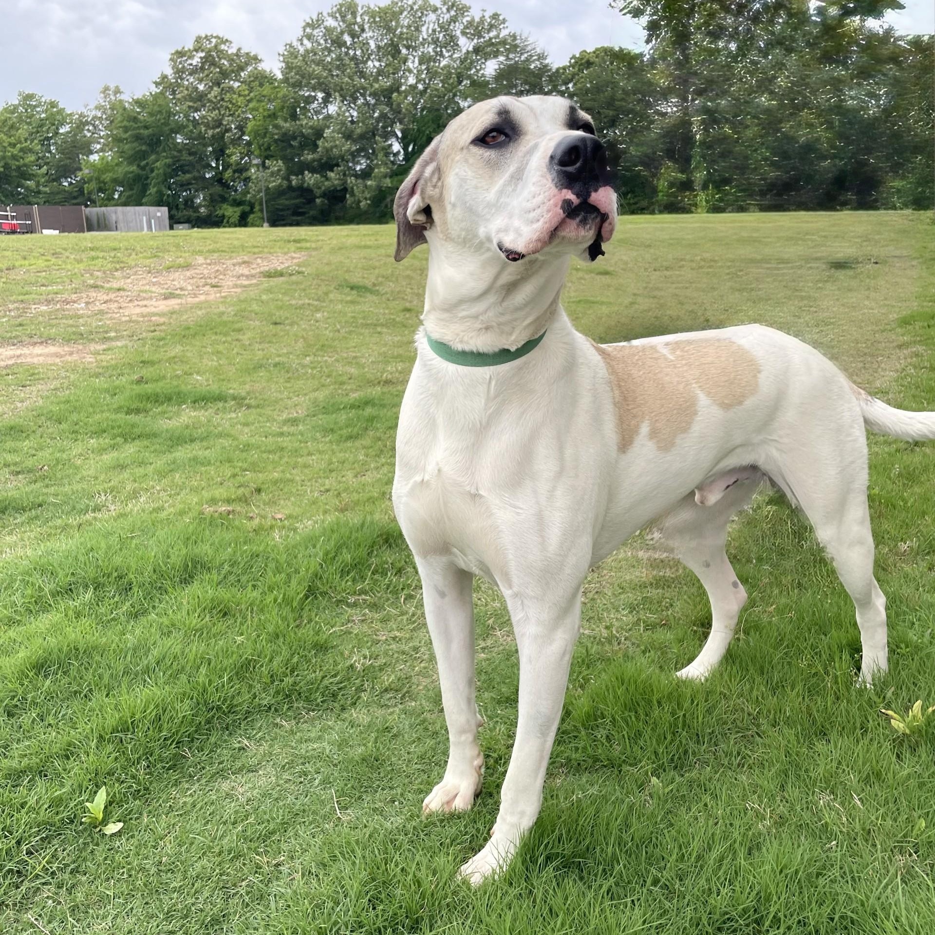 Pie, adoptable, Adult Male Great Dane & Mixed Breed.
