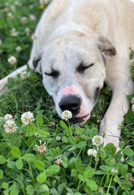 Enlarge Pie, an adoptable mixed breed in Rossville, TN image 5/6