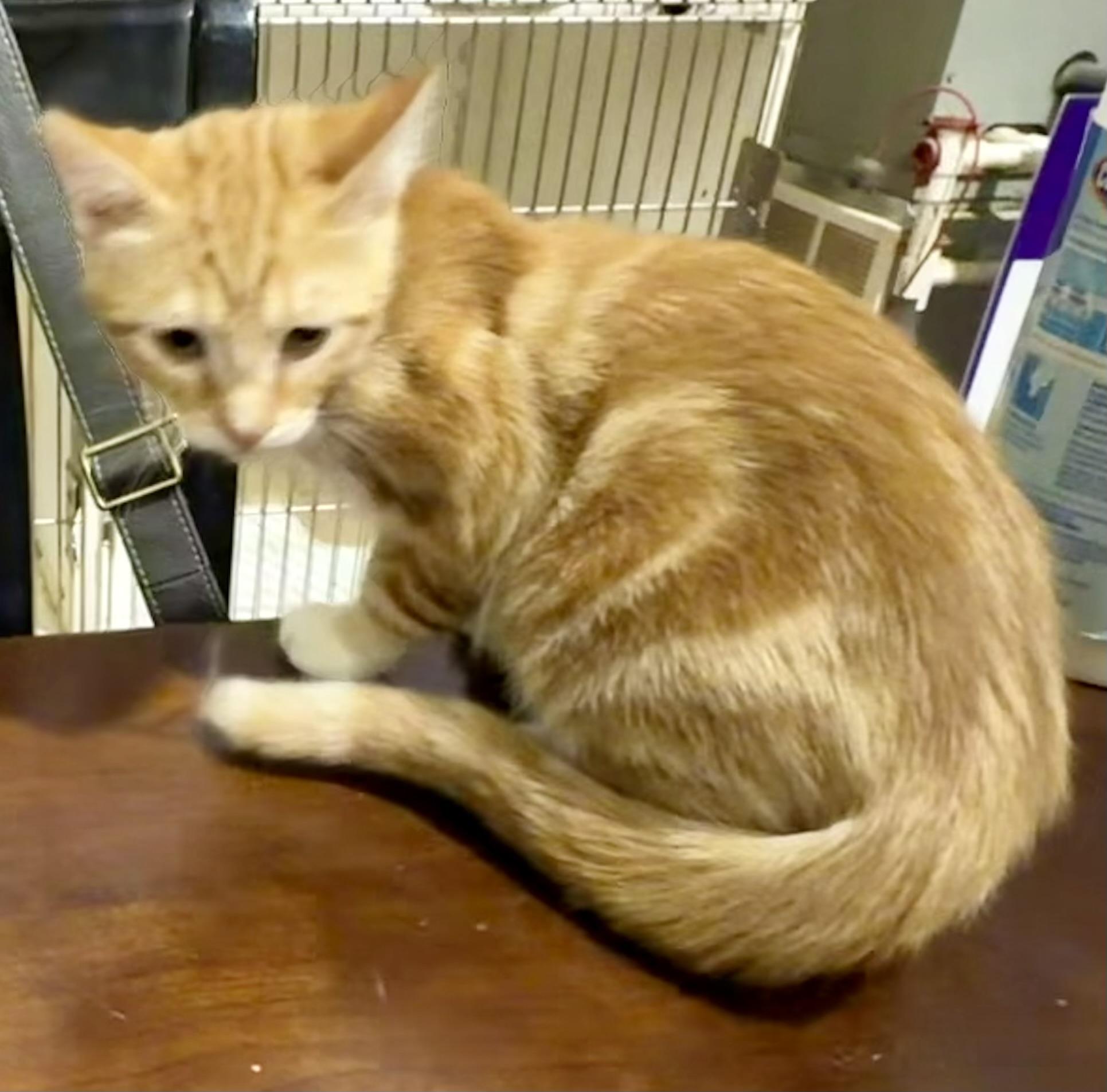 Enlarge JAKE, an adopted Domestic Short Hair in Lake Ozark, MO image 3/3