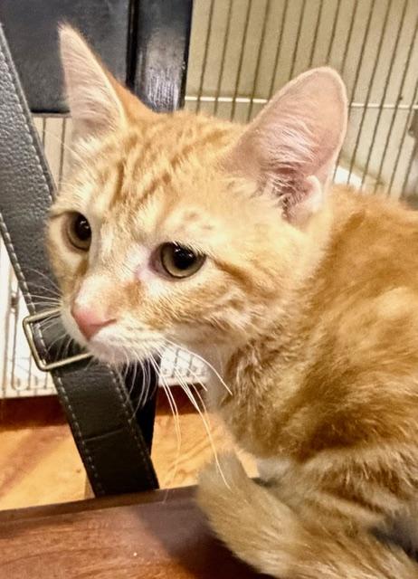 Enlarge JAKE, an adopted Domestic Short Hair in Lake Ozark, MO image 2/3