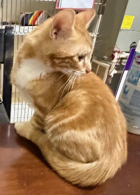 Enlarge JAKE, an adopted Domestic Short Hair in Lake Ozark, MO image 1/3