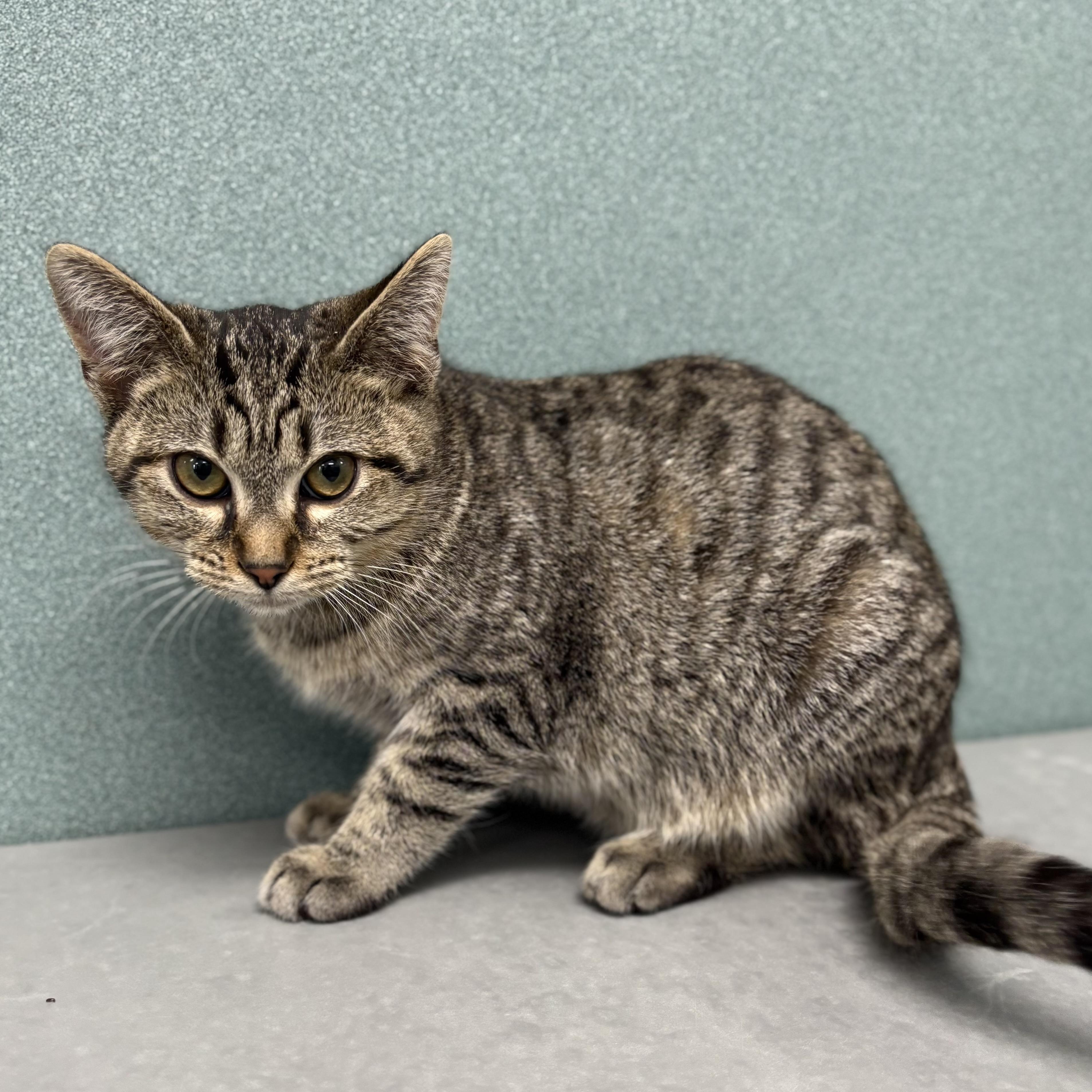 Duchess, a ADOPTABLE Domestic Short Hair in Bardstown, KY image 4/5