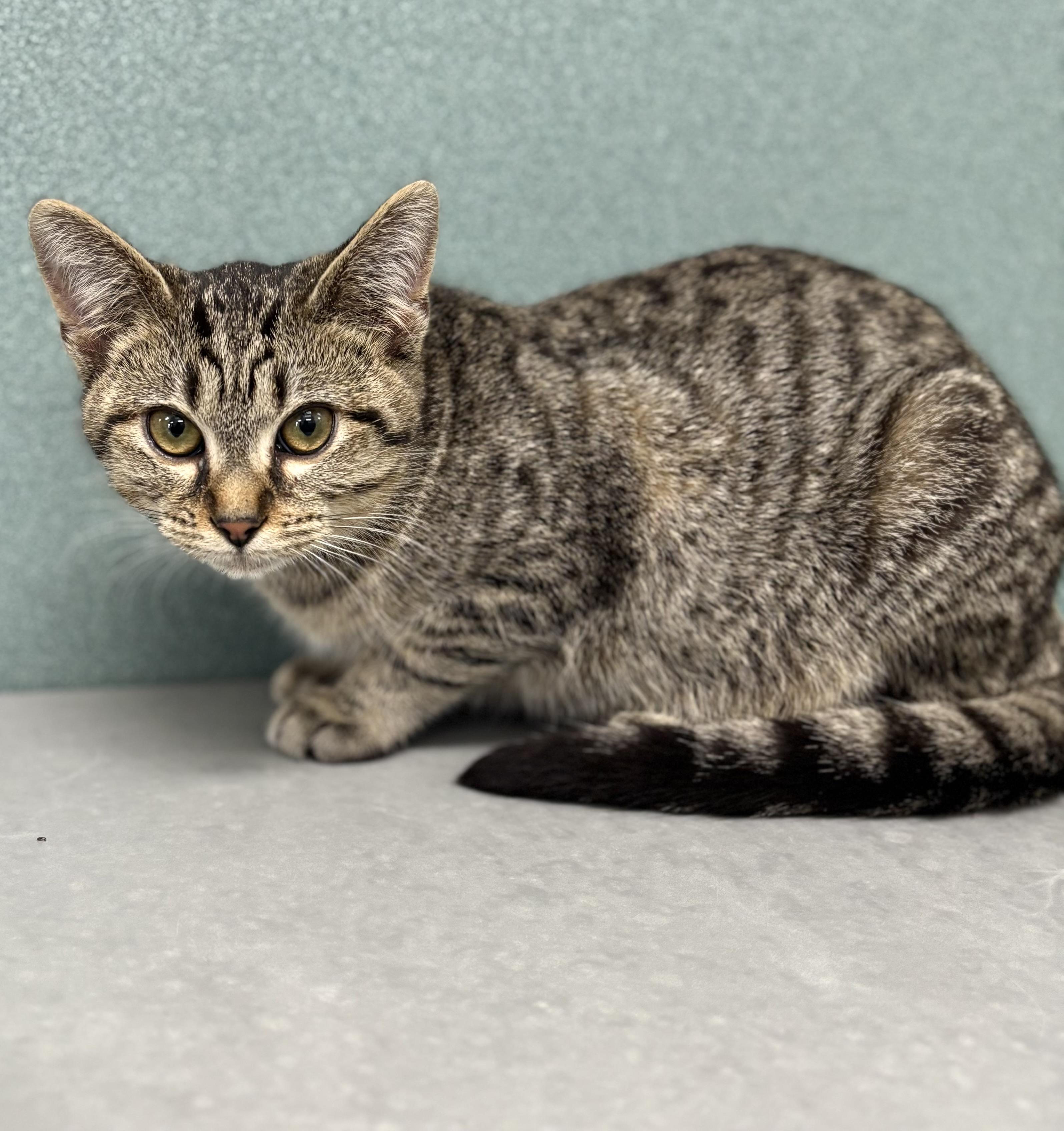 Duchess, a ADOPTABLE Domestic Short Hair in Bardstown, KY image 5/5