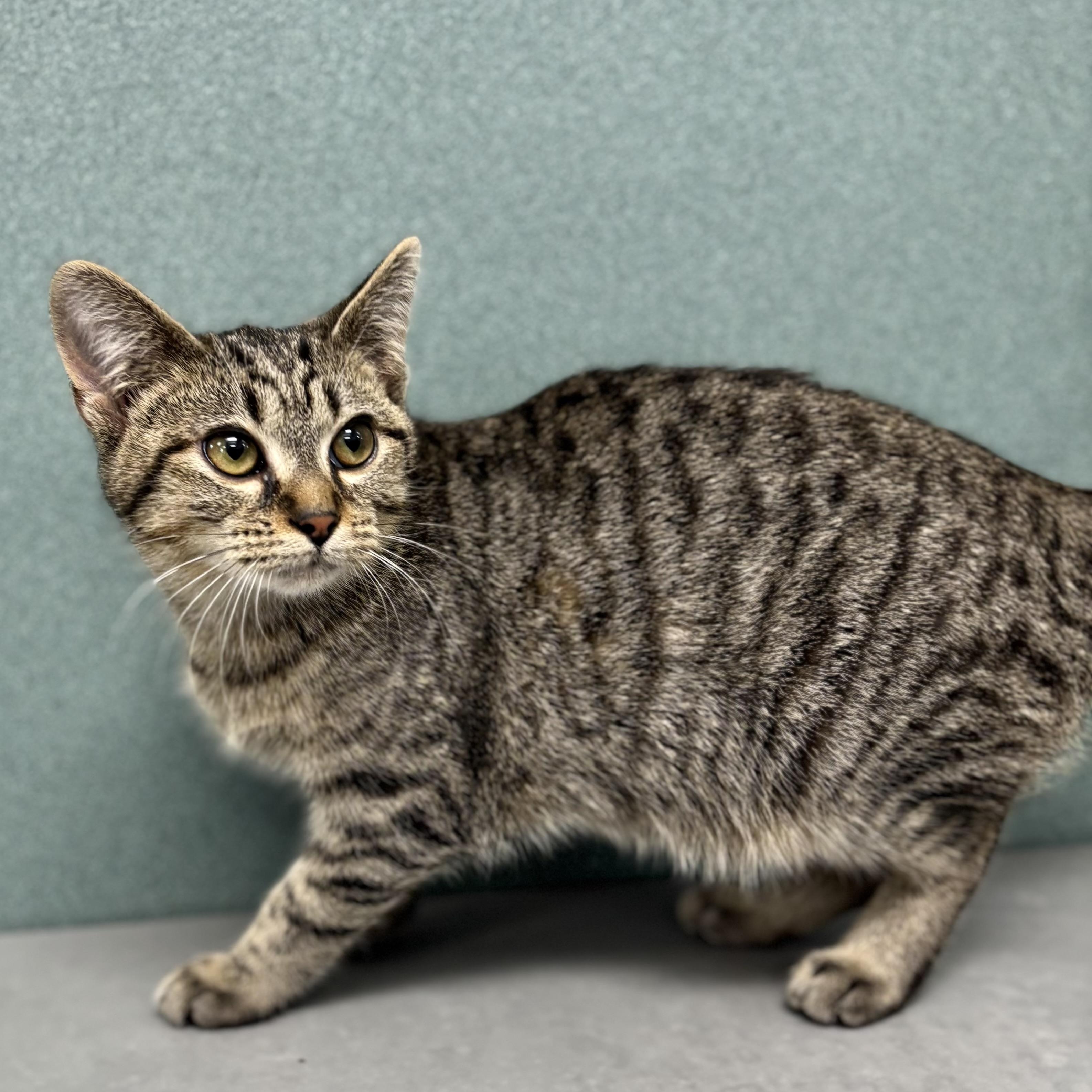 Duchess, ADOPTABLE, Kitten Female Domestic Short Hair.